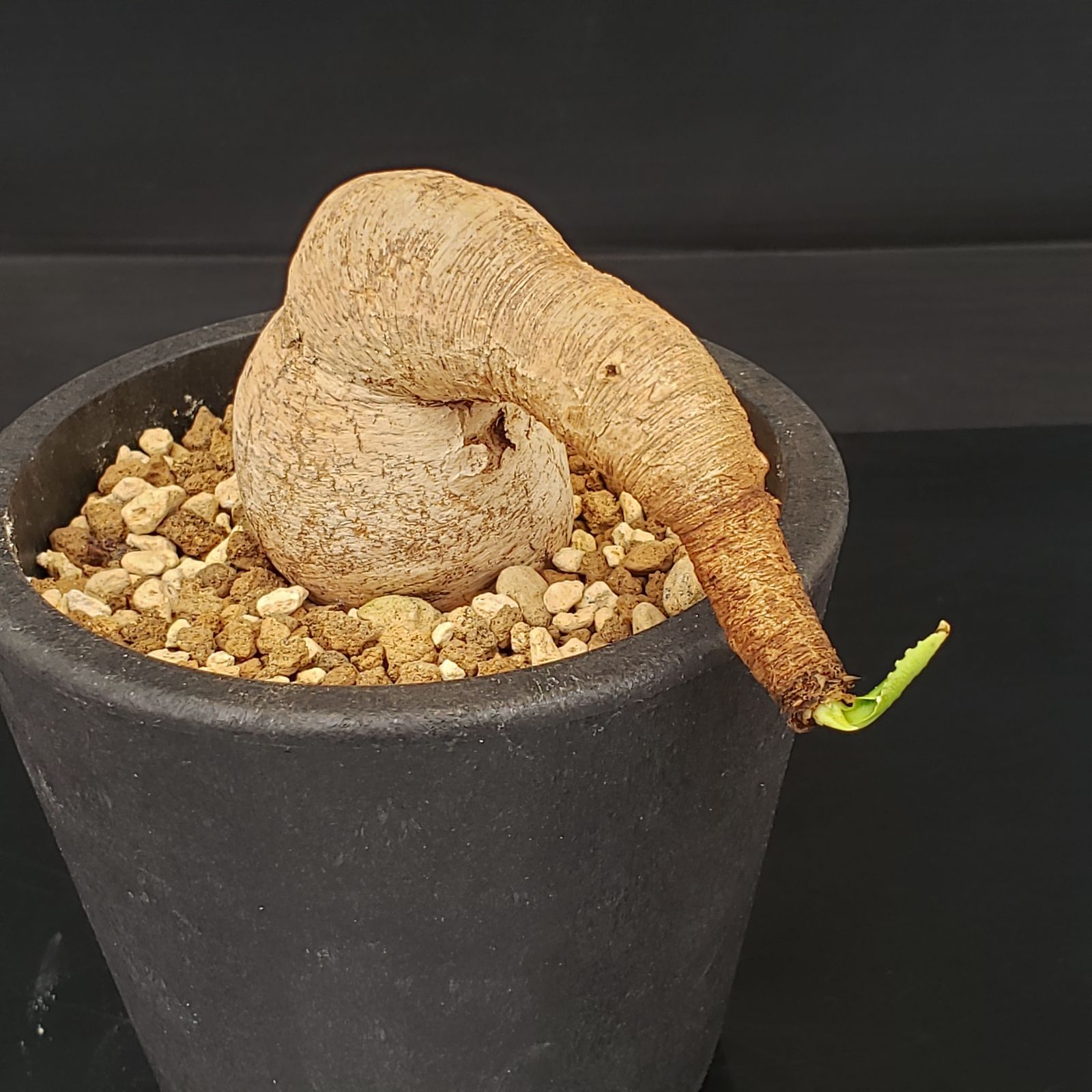 ユーフォルビア　プリムリフォリア　現地球 M363【自社養生株】ユーフォルビア プリムリフォリア（現地球・発根株