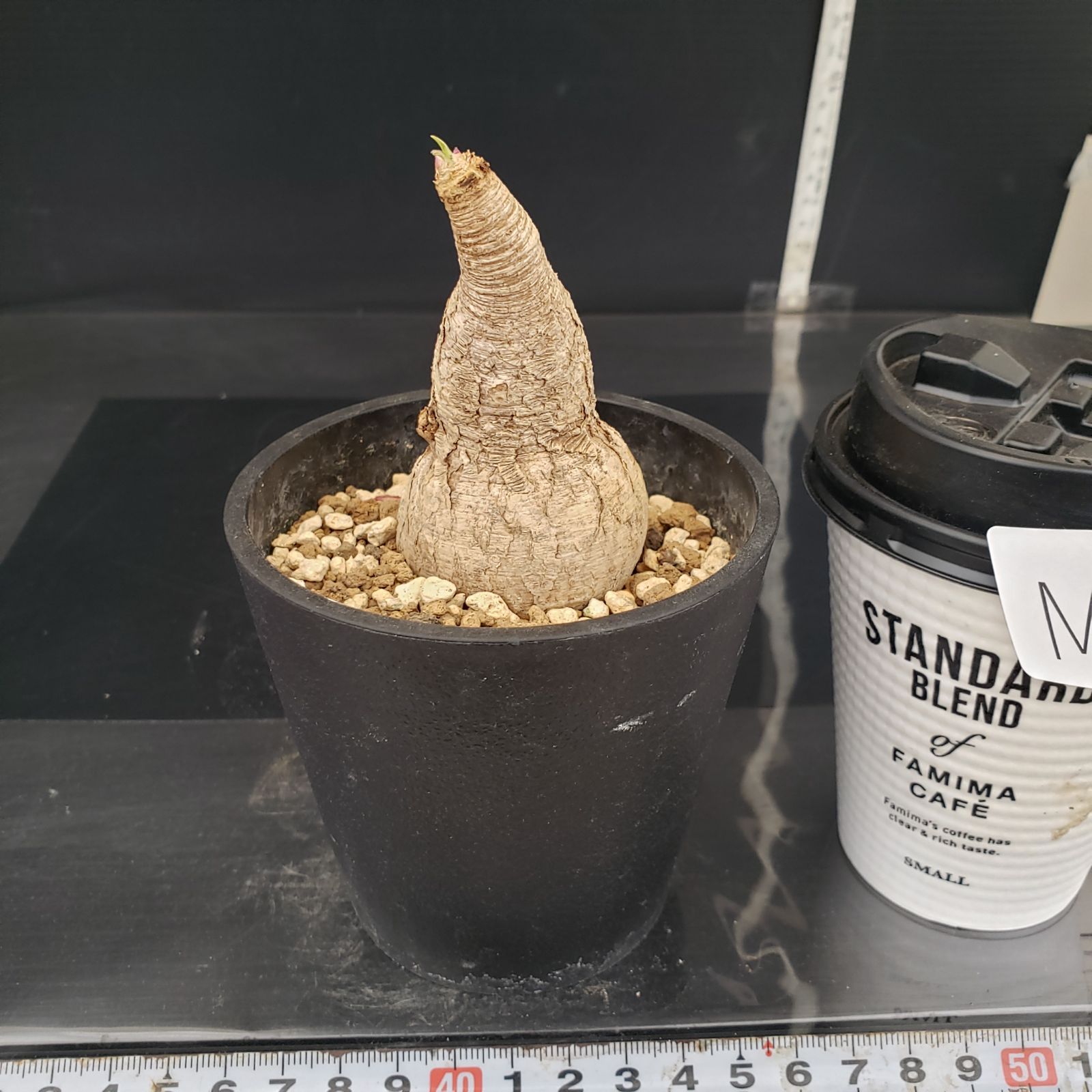 M364【自社養生株】ユーフォルビア プリムリフォリア（現地球・発根株