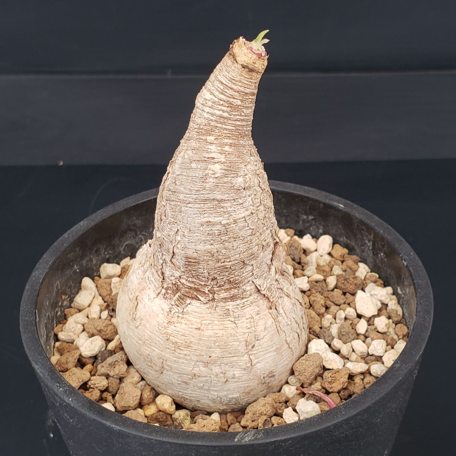 M364【自社養生株】ユーフォルビア プリムリフォリア（現地球・発根株