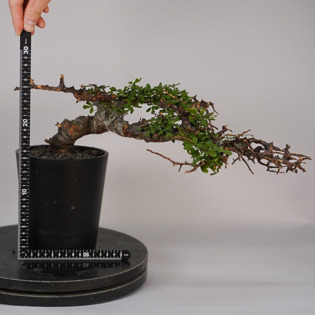 F26 コミフォラ SP エイル 発根済 現地株 ソマリア産 - メルカリ