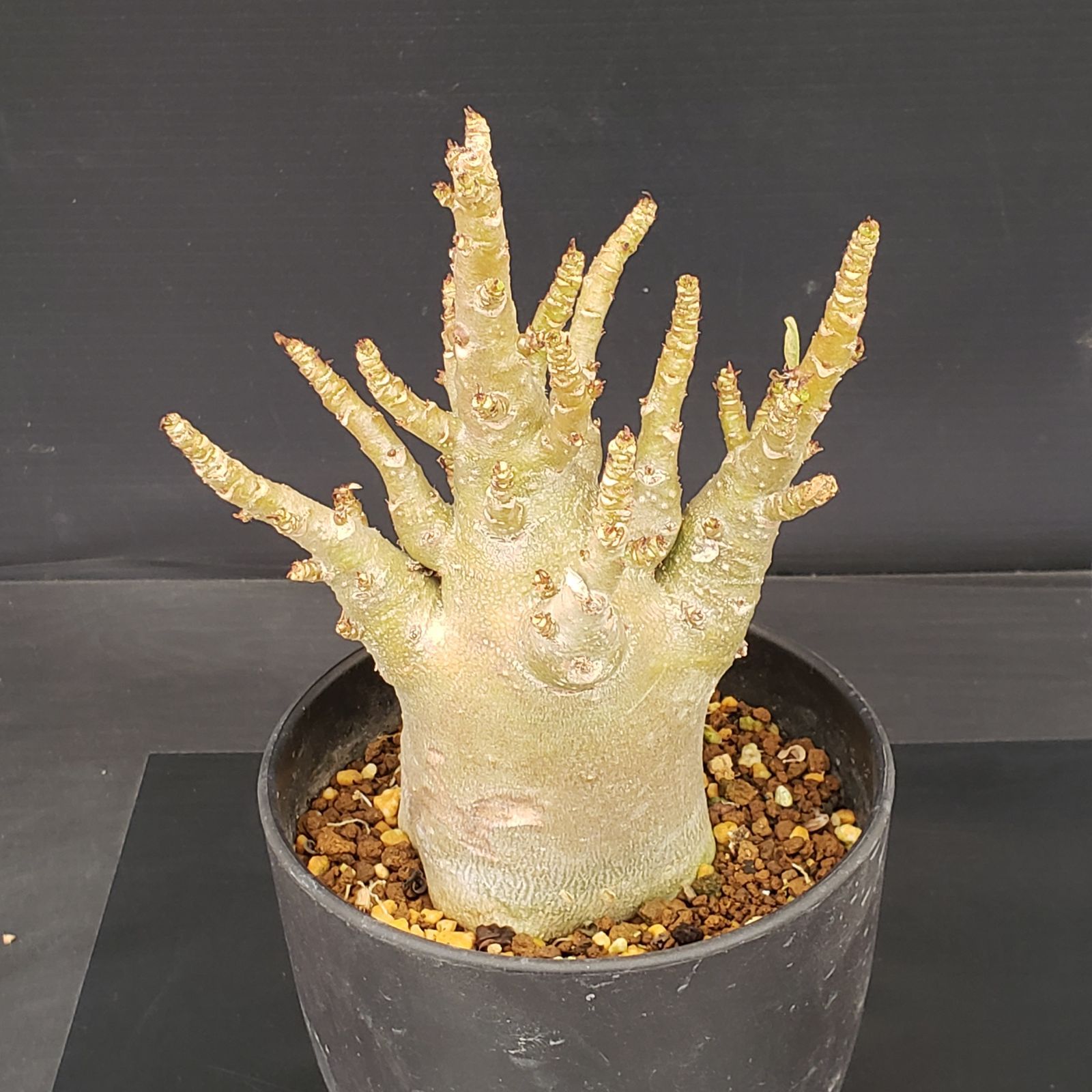 M369【自社養生株】アデニウム アラビカム ドワーフ 赤肌（発根株