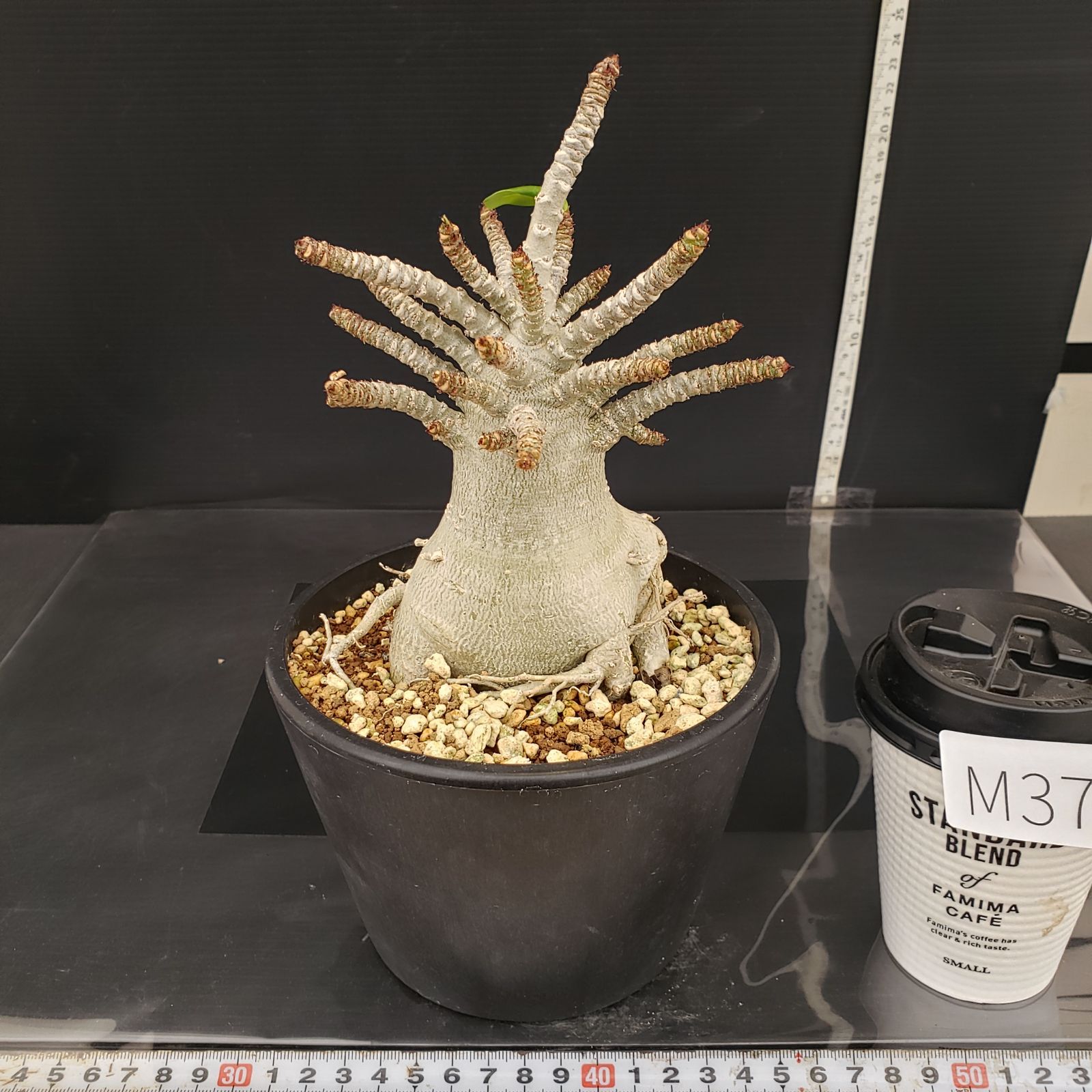 M370【自社養生株】アデニウム アラビカム ドワーフ（発根株・鉢植え