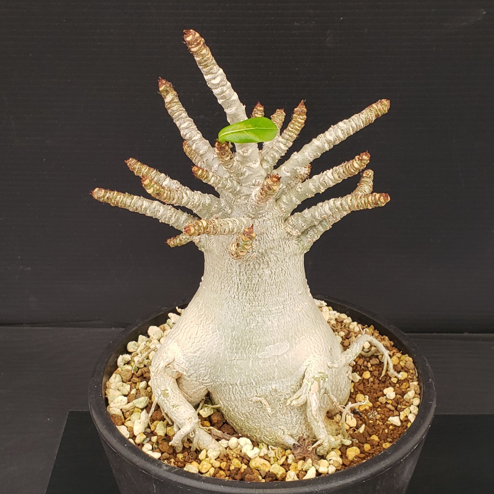 M370【自社養生株】アデニウム アラビカム ドワーフ（発根株・鉢植え