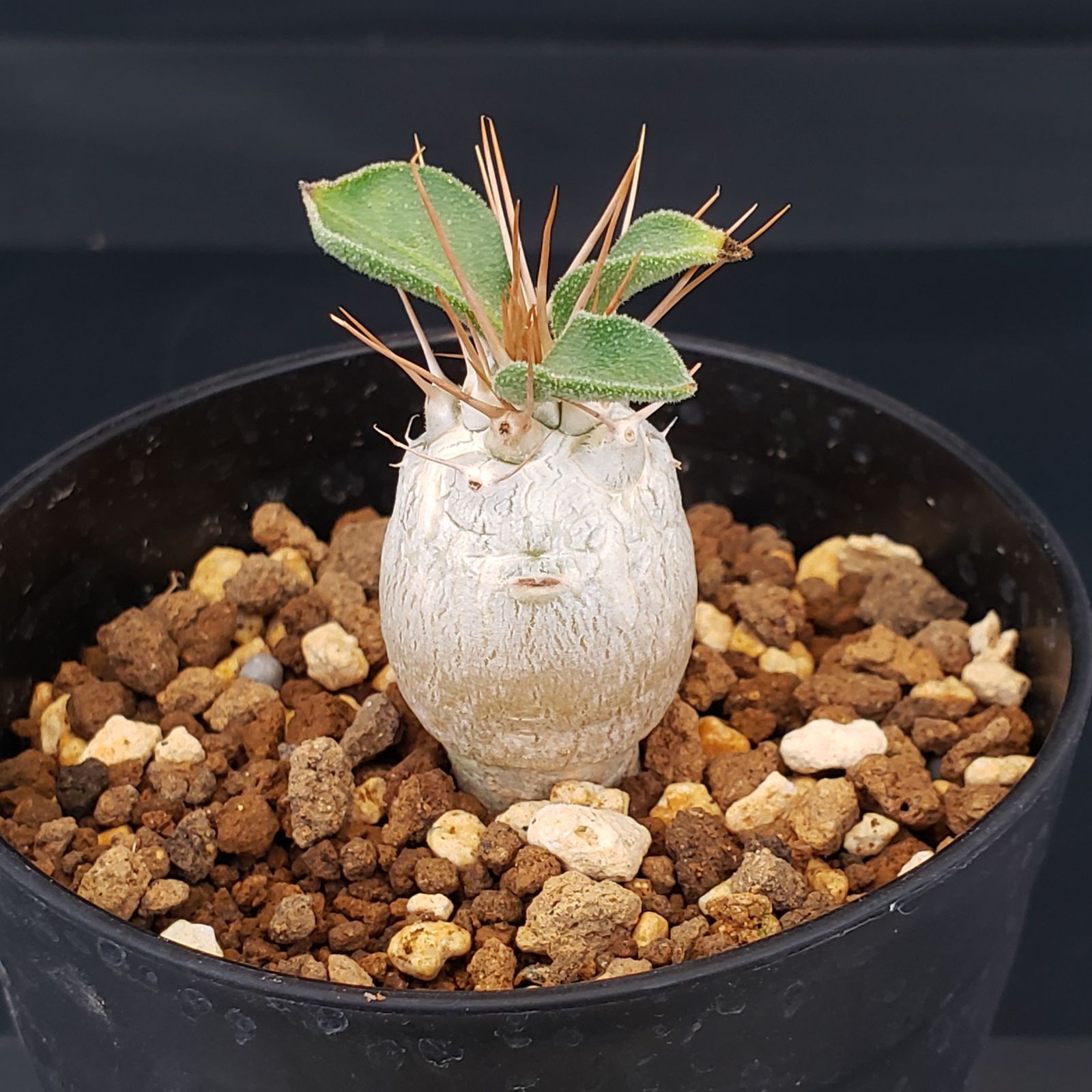 M374【自社養生株】パキポディウム ナマクアナム（実生・発根株