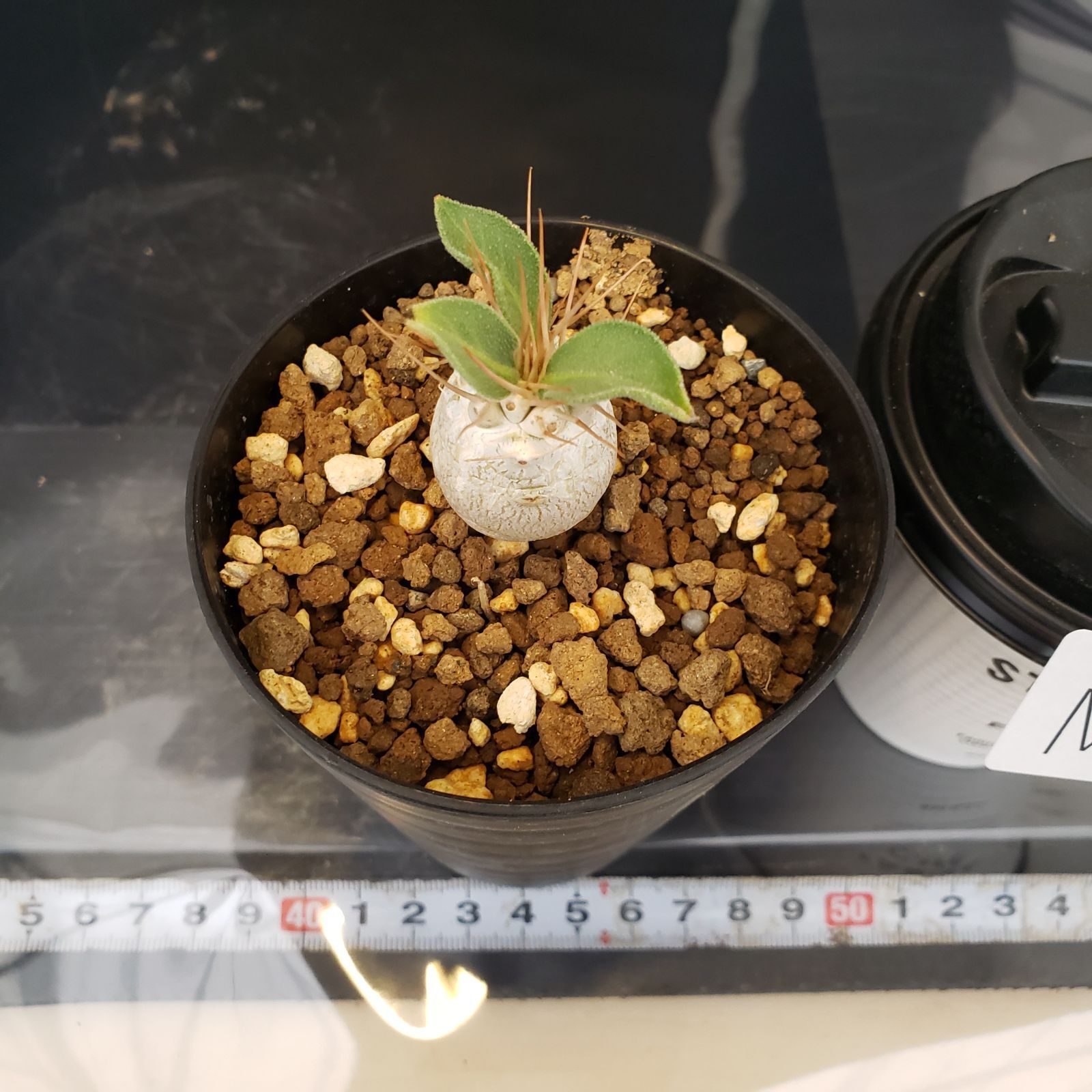 M374【自社養生株】パキポディウム ナマクアナム（実生・発根株