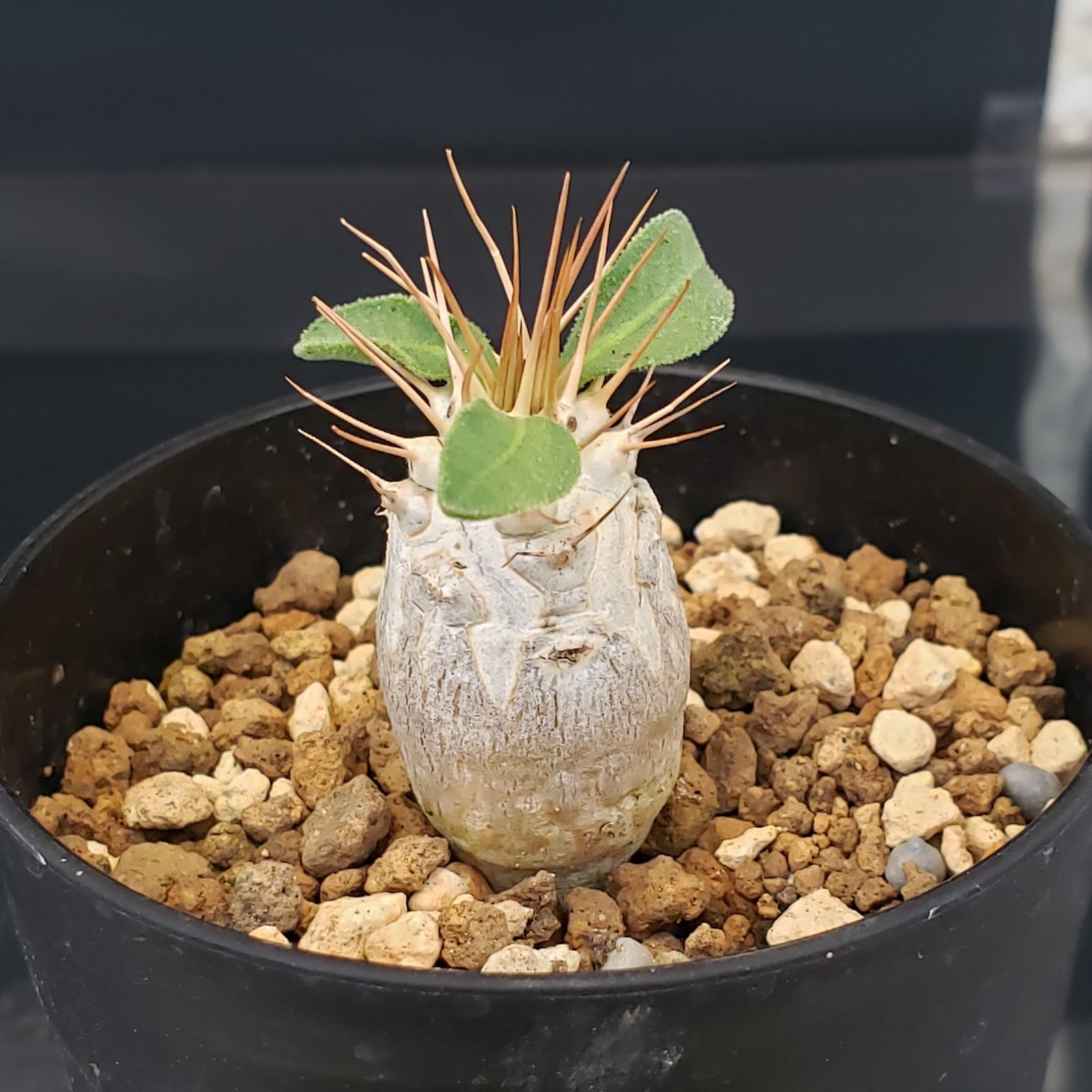 M375【自社養生株】パキポディウム ナマクアナム（実生・発根株