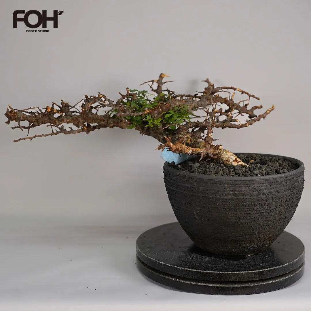 D0229 Commiphora sp. Eyl コミフォラ エイル ベアルート株