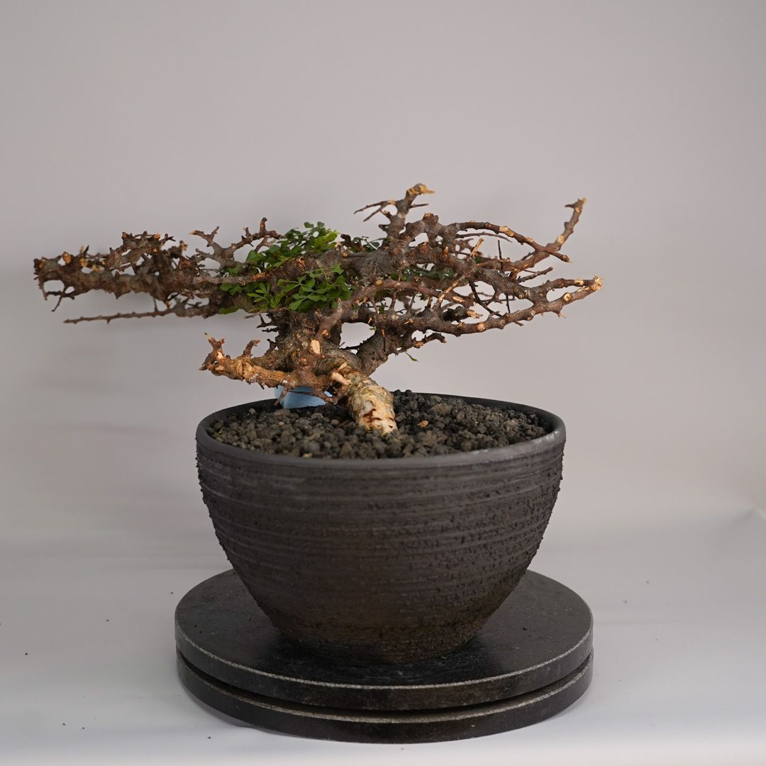 F31 コミフォラ SP エイル 発根済 現地株 ソマリア産 - メルカリ