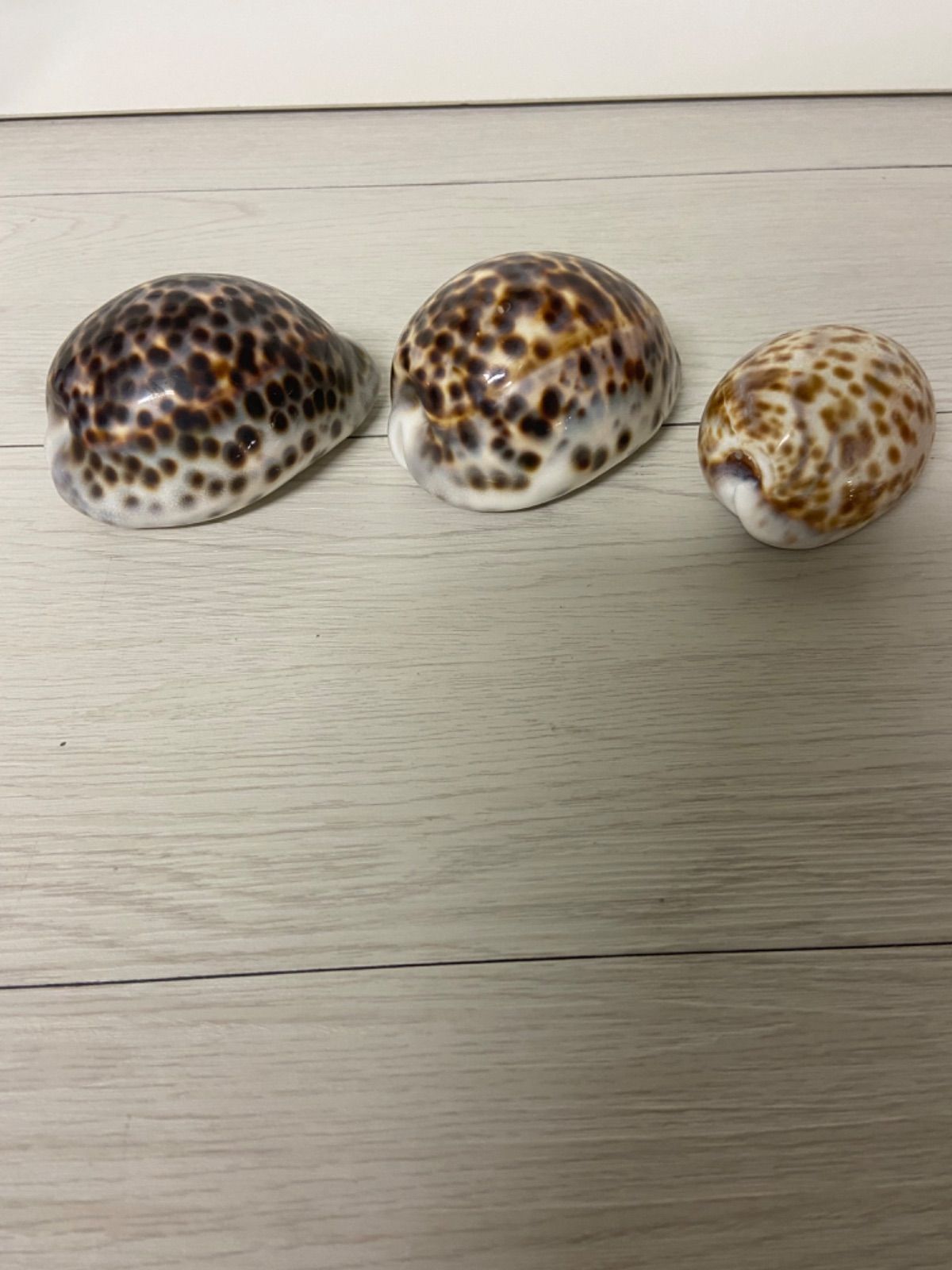 保管品 現状お渡し 貝殻 3点セット ホシダカラ タカラガイ - メルカリ