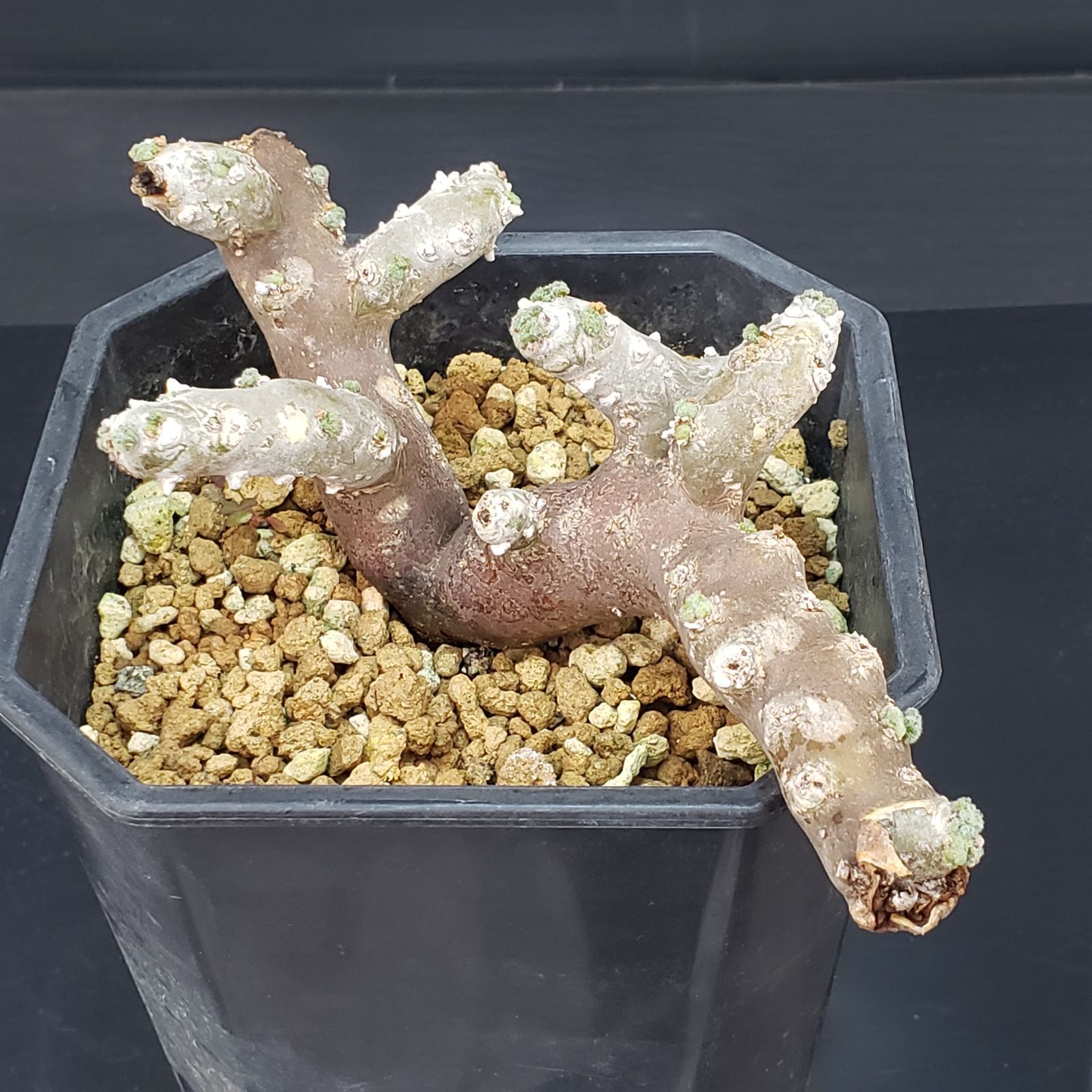 M393【自社養生株】モンソニア ムルチフィダ（現地球・発根未確認株