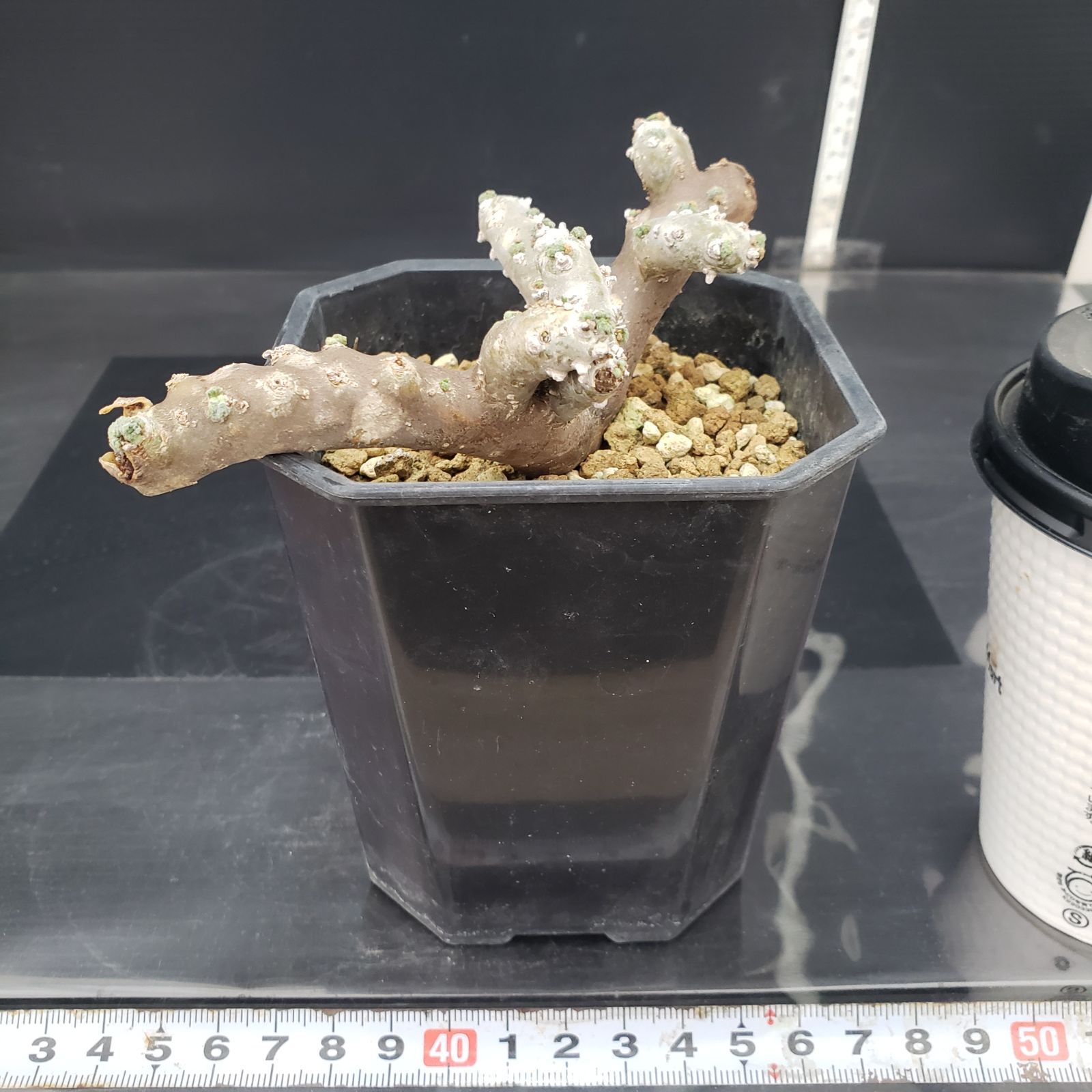 M393【自社養生株】モンソニア ムルチフィダ（現地球・発根未確認株