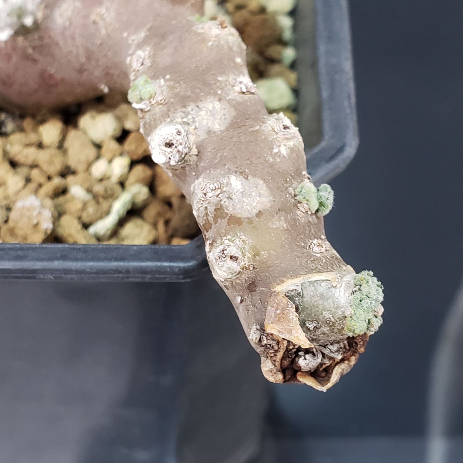 M393【自社養生株】モンソニア ムルチフィダ（現地球・発根未確認株