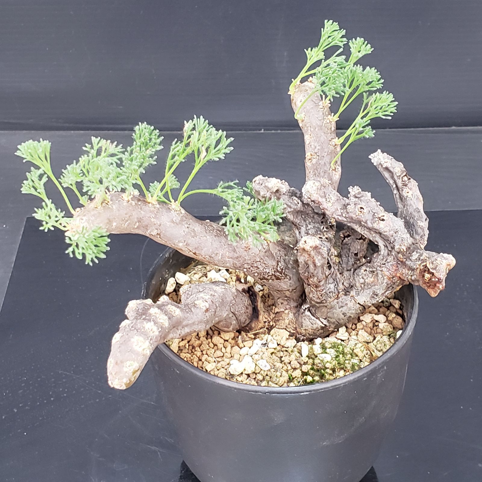 M394【自社養生株】モンソニア ムルチフィダ（現地球・発根未確認株