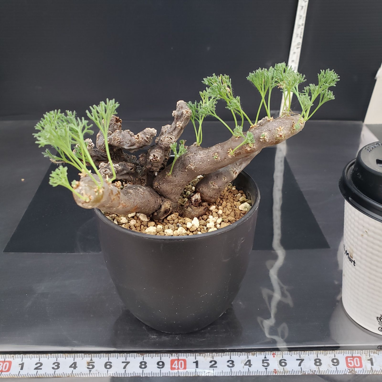 M394【自社養生株】モンソニア ムルチフィダ（現地球・発根未確認株