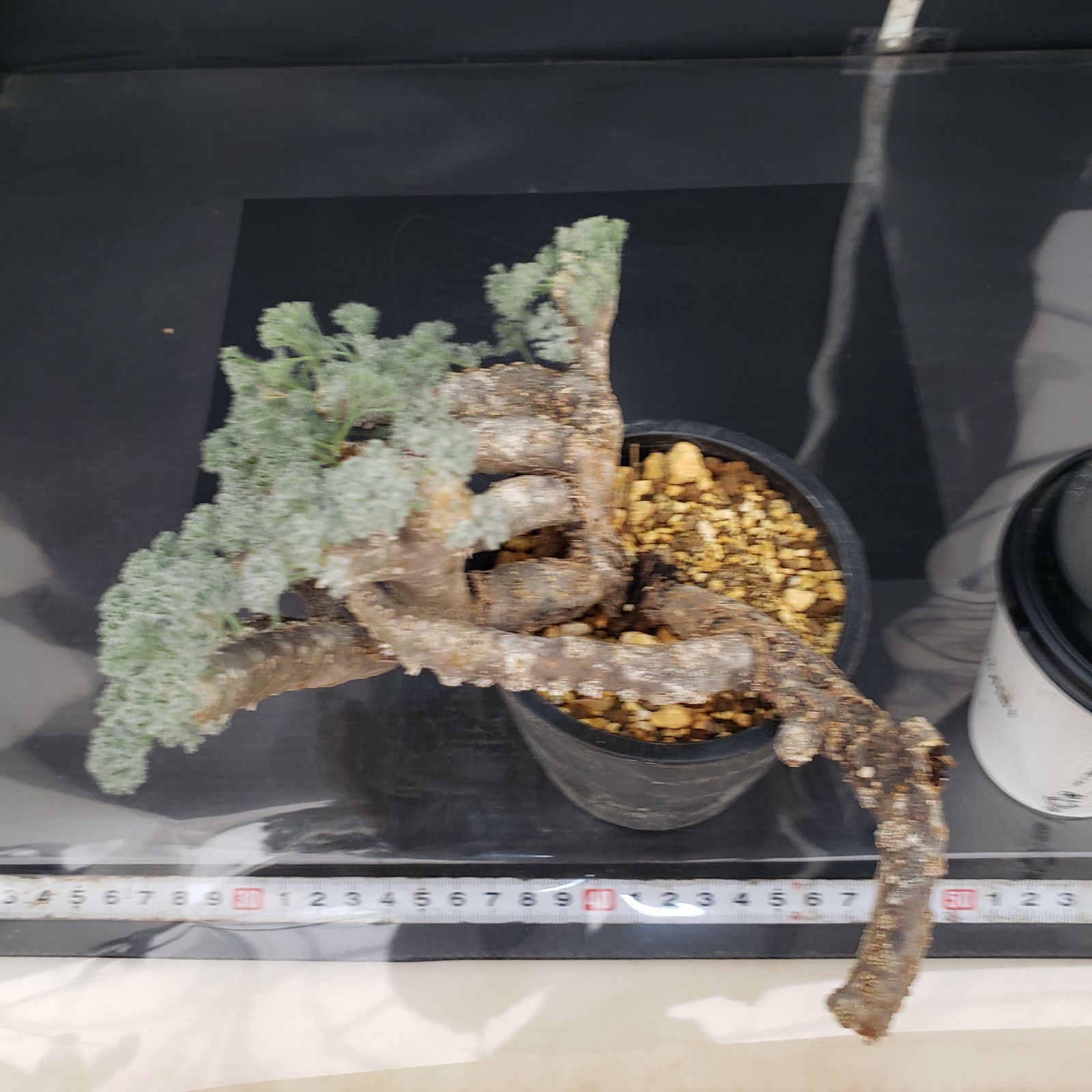 M395【自社養生株】モンソニア ムルチフィダ（現地球・発根未確認株