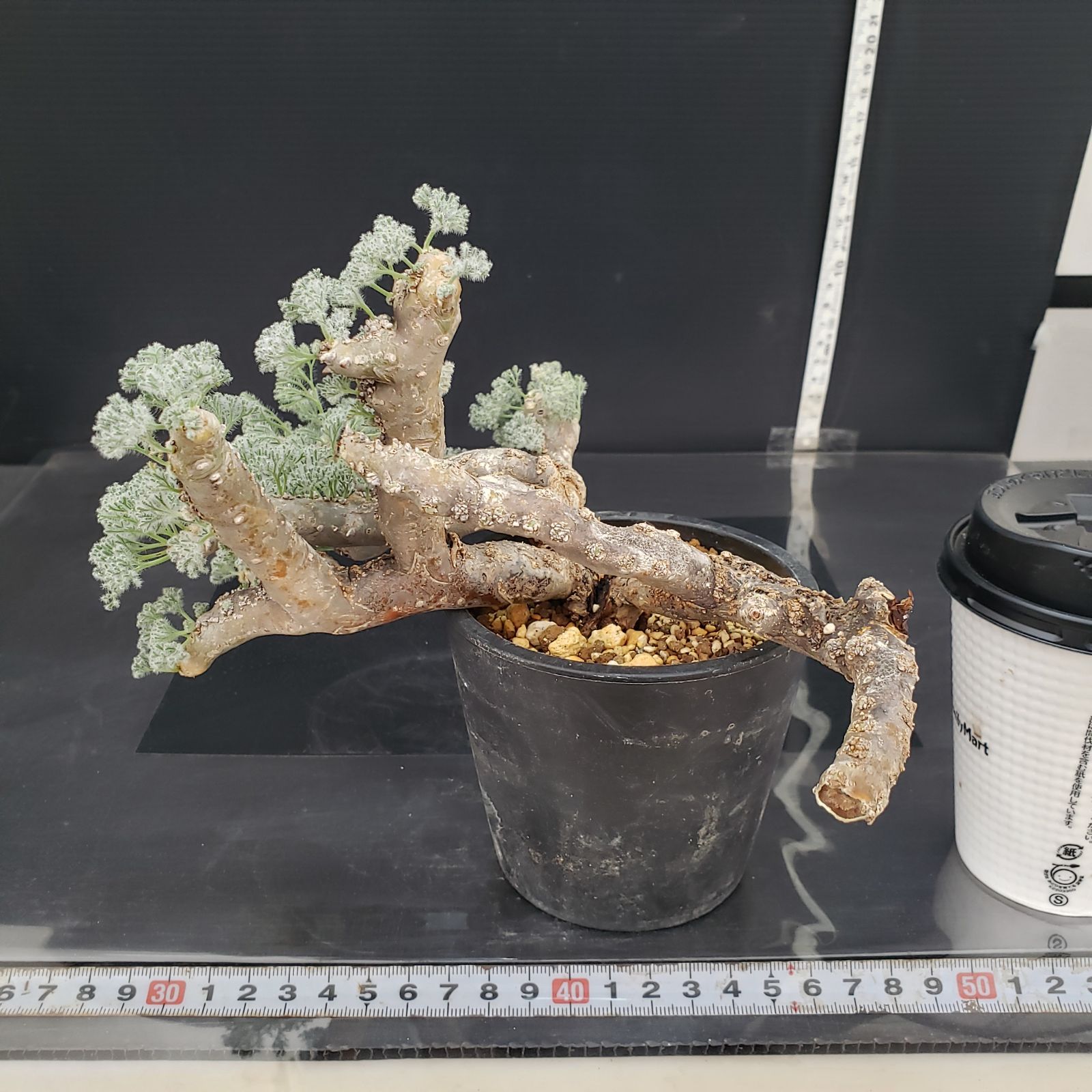 M395【自社養生株】モンソニア ムルチフィダ（現地球・発根未確認株