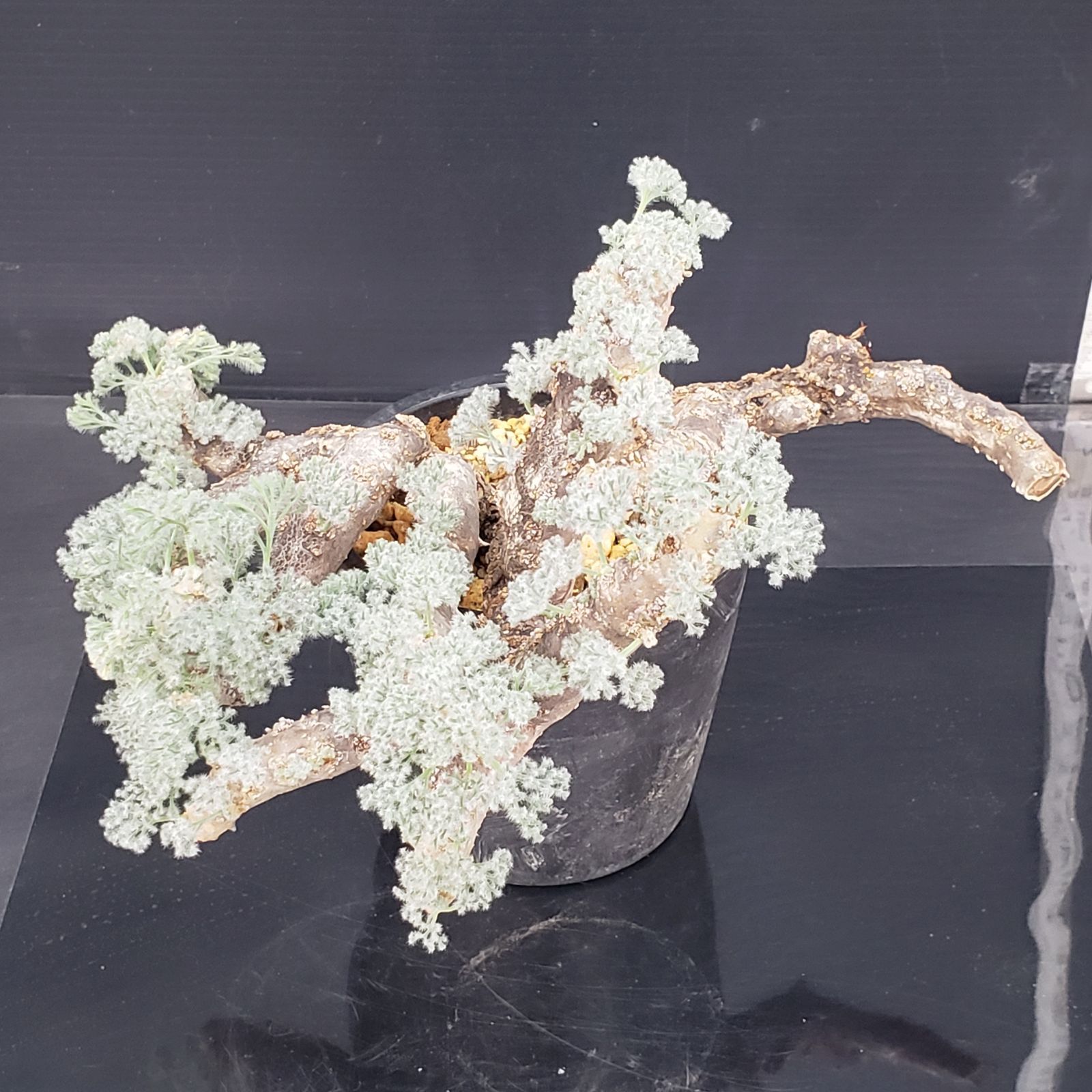 M395【自社養生株】モンソニア ムルチフィダ（現地球・発根未確認株