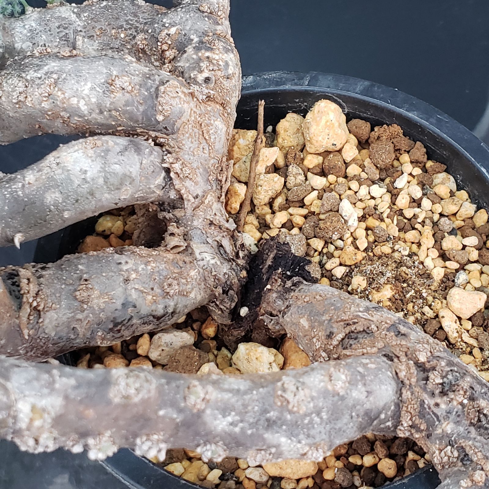 M395【自社養生株】モンソニア ムルチフィダ（現地球・発根未確認株