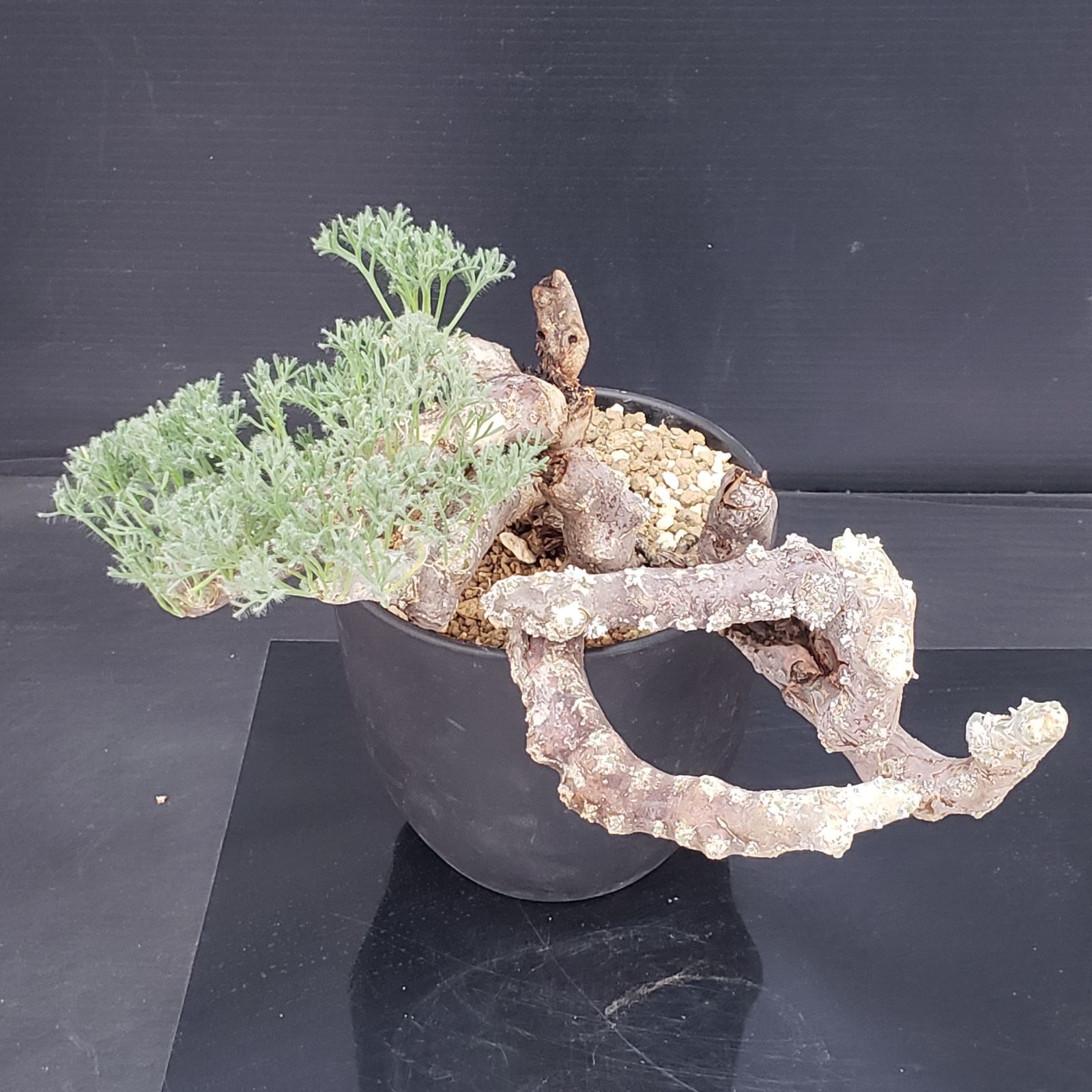 M396【自社養生株】モンソニア ムルチフィダ（現地球・発根未確認株