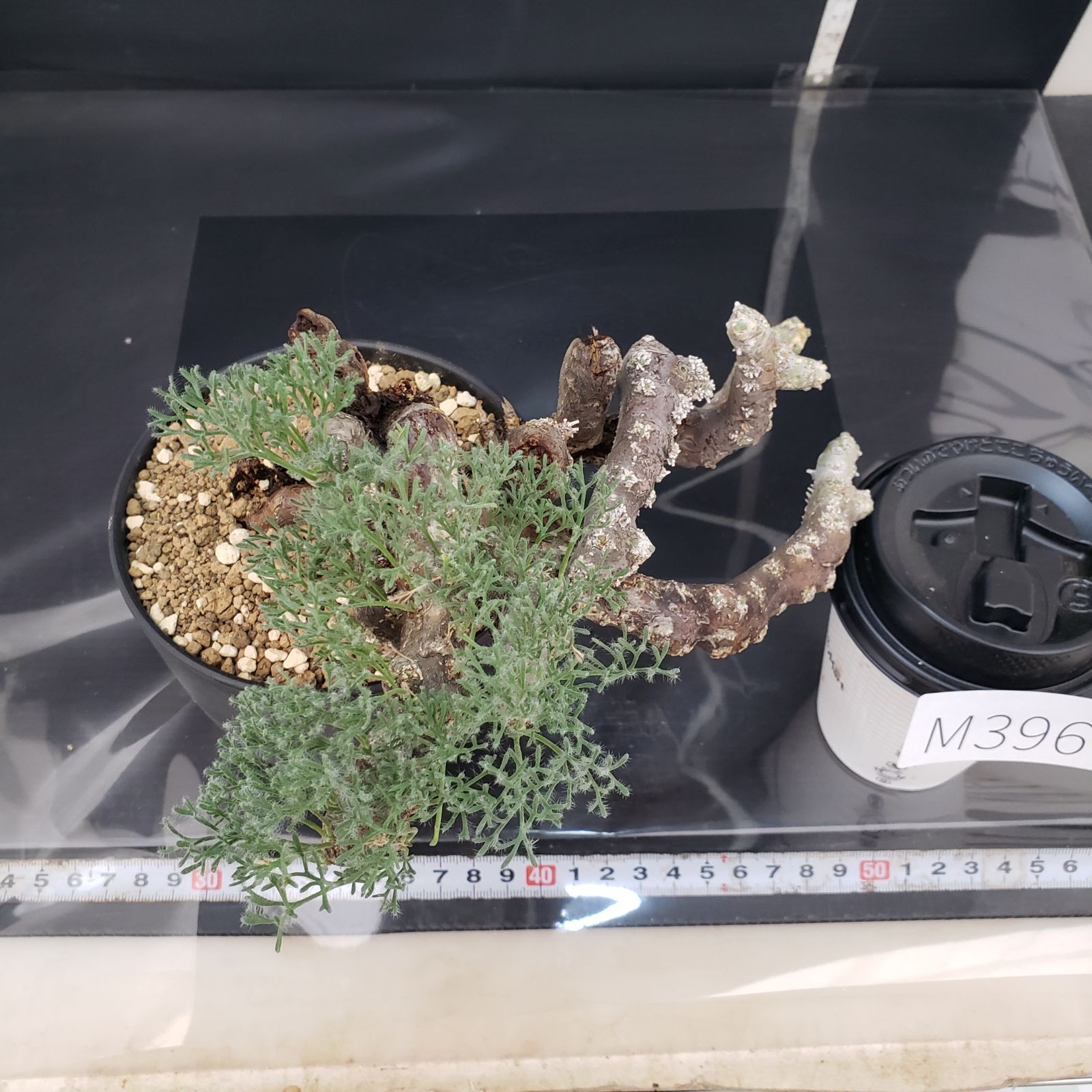 M396【自社養生株】モンソニア ムルチフィダ（現地球・発根未確認株