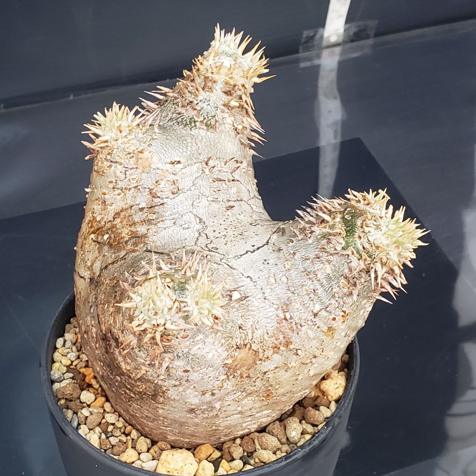 M397【自社養生株】パキポディウム エブレネウム（現地球・発根株