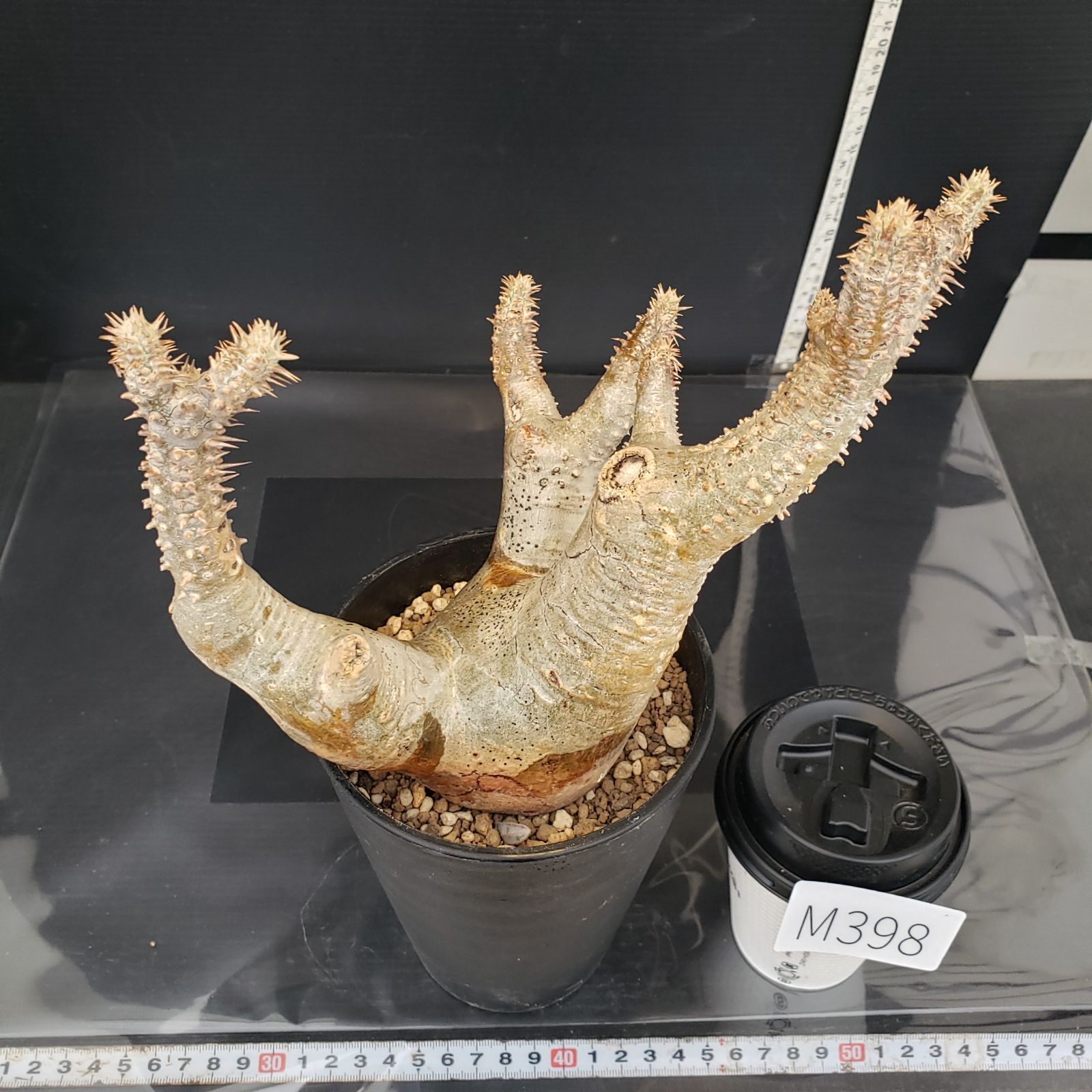 M398【自社養生株】パキポディウム エニグマティクム（現地球・発根