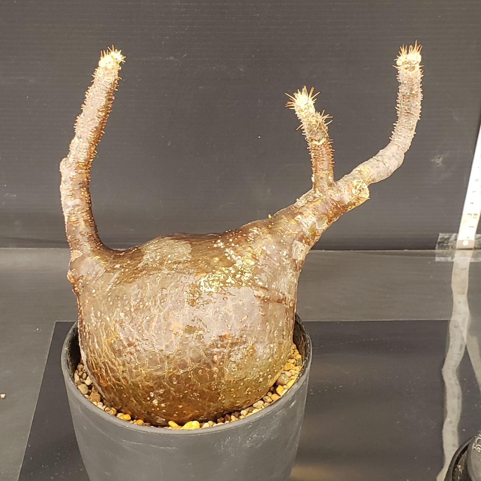 M400【自社養生株】パキポディウム グラキリス（現地球・発根未確認株