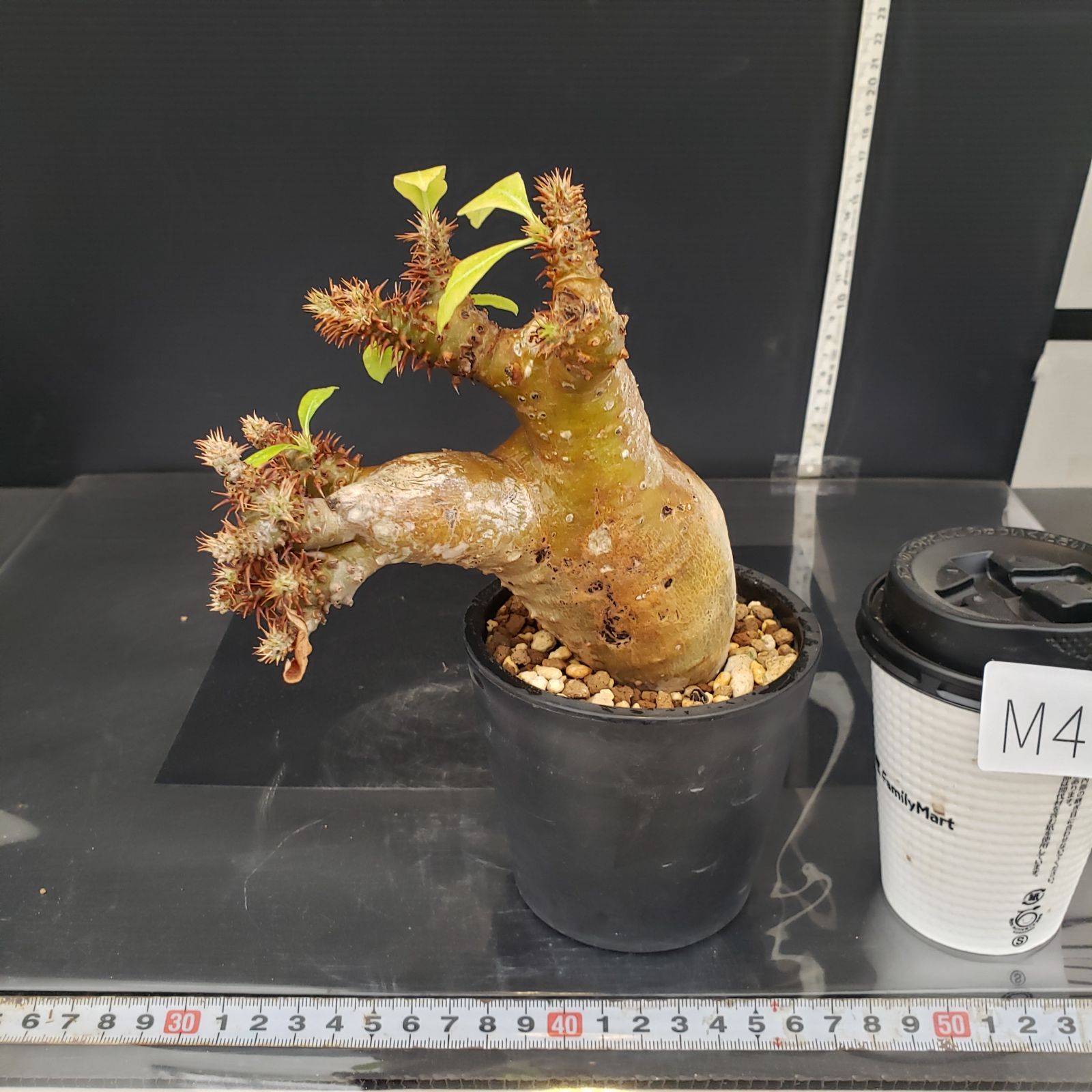 M403【自社養生株】パキポディウム マカイエンセ（現地球・発根株