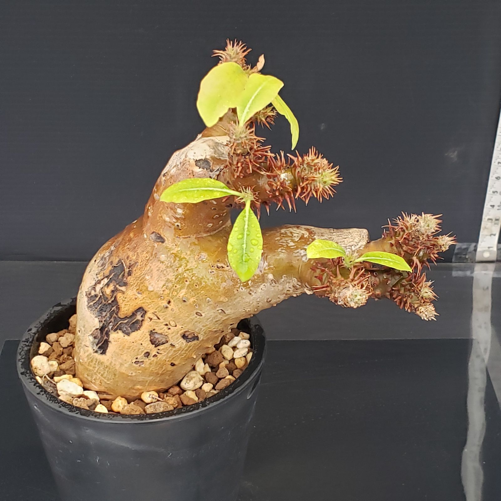 M403【自社養生株】パキポディウム マカイエンセ（現地球・発根株