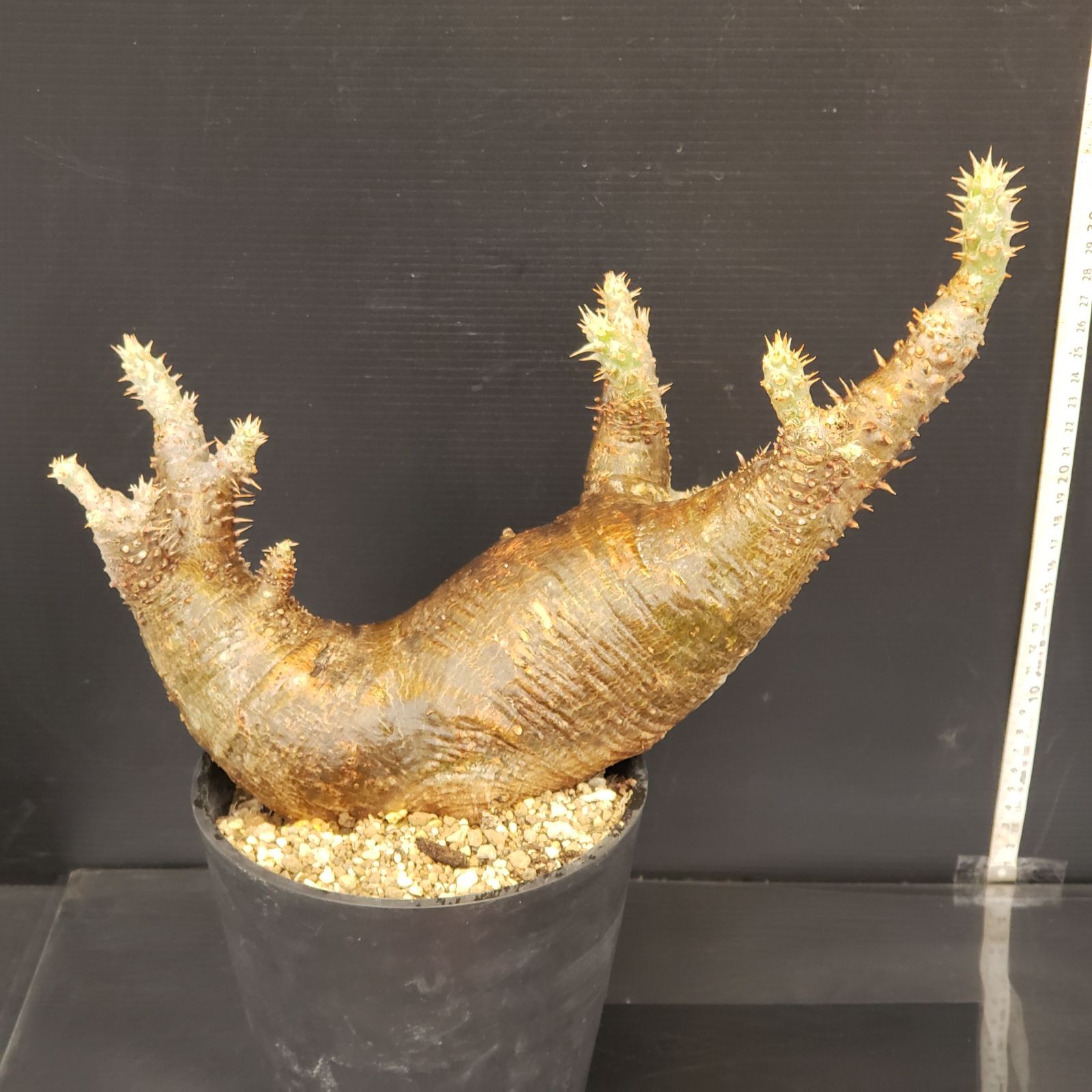 M404【自社養生株】パキポディウム カクチペス（現地球・発根株