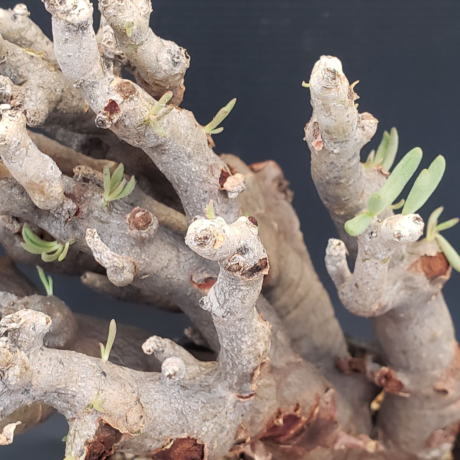 M405【自社養生株】チレコドン ハリー（現地球・発根株・鉢植え