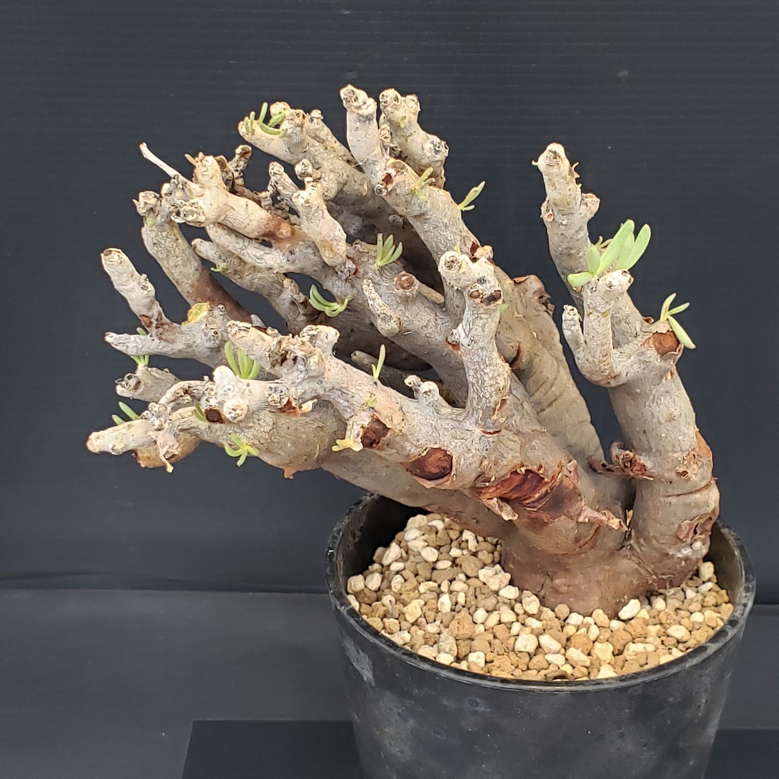 M405【自社養生株】チレコドン ハリー（現地球・発根株・鉢植え