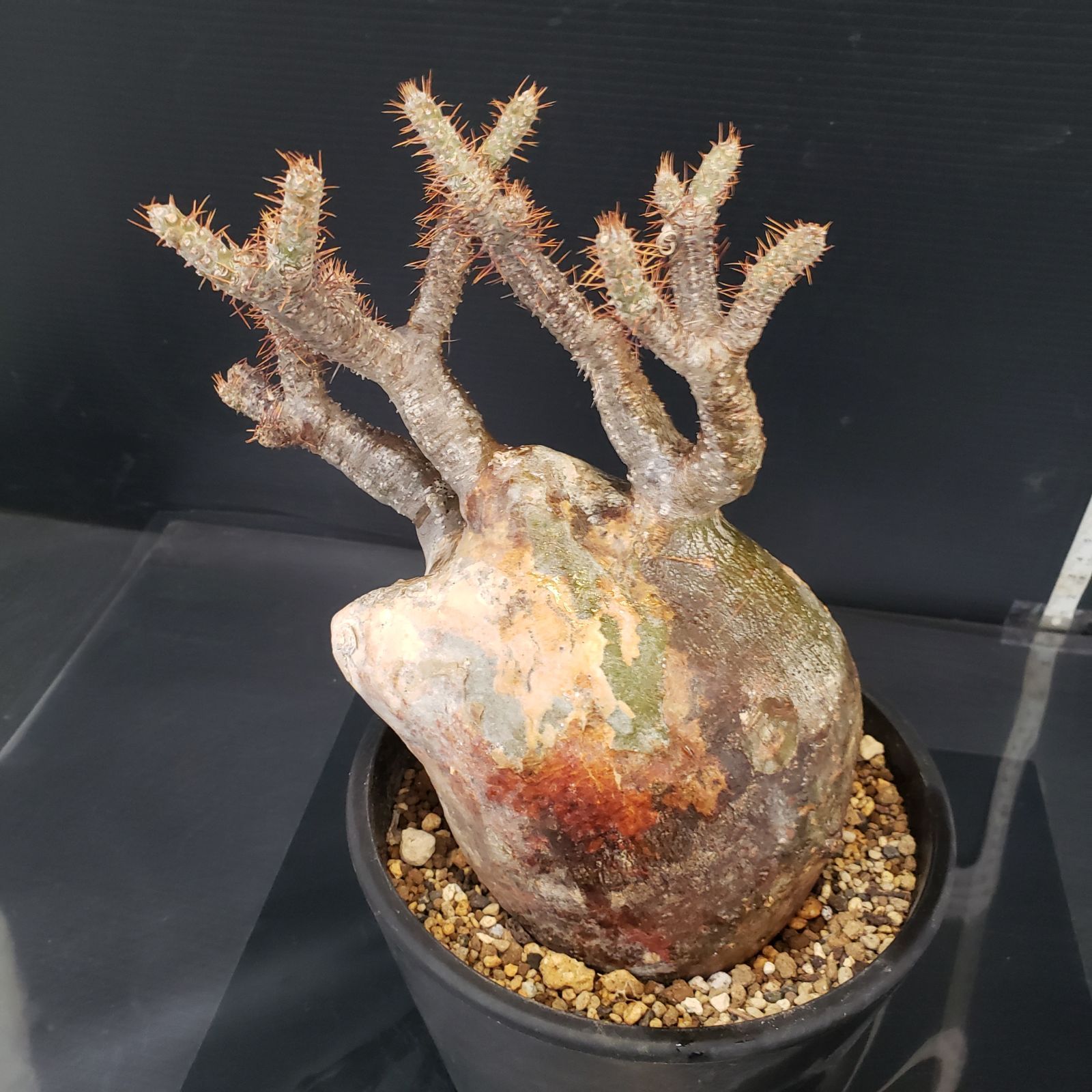 M406【自社養生株】パキポディウム グラキリス（現地球・発根株