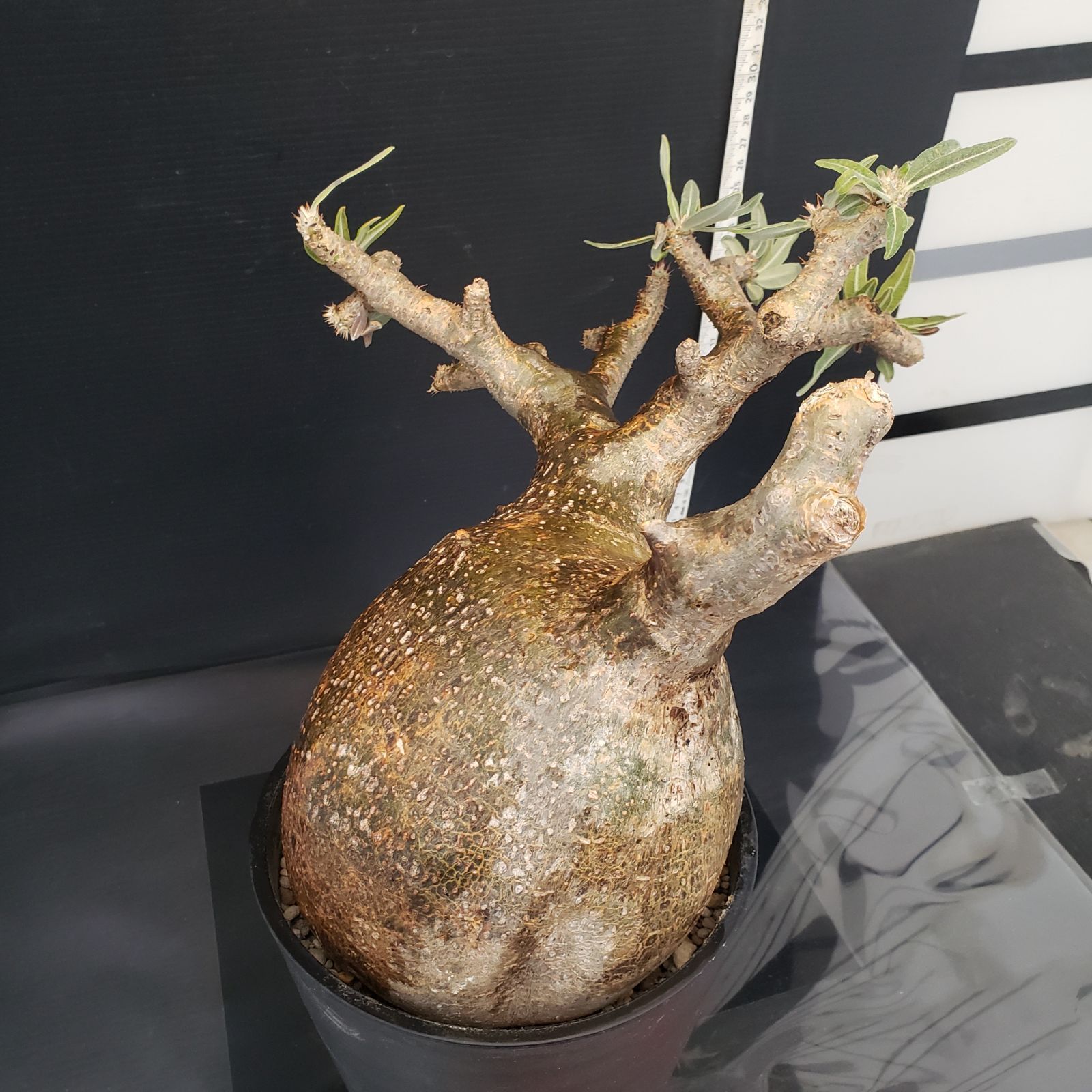 M407【自社養生株】パキポディウム グラキリス（現地球・発根未確認株