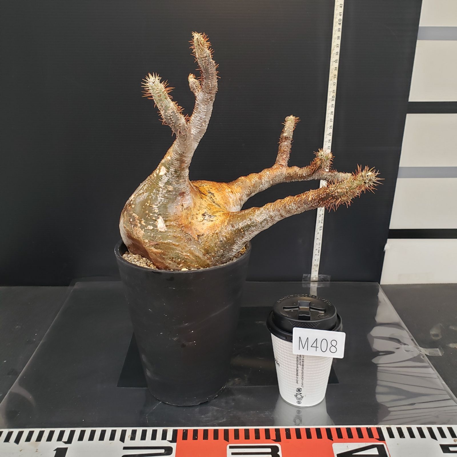 M408【自社養生株】パキポディウム グラキリス（現地球・発根株