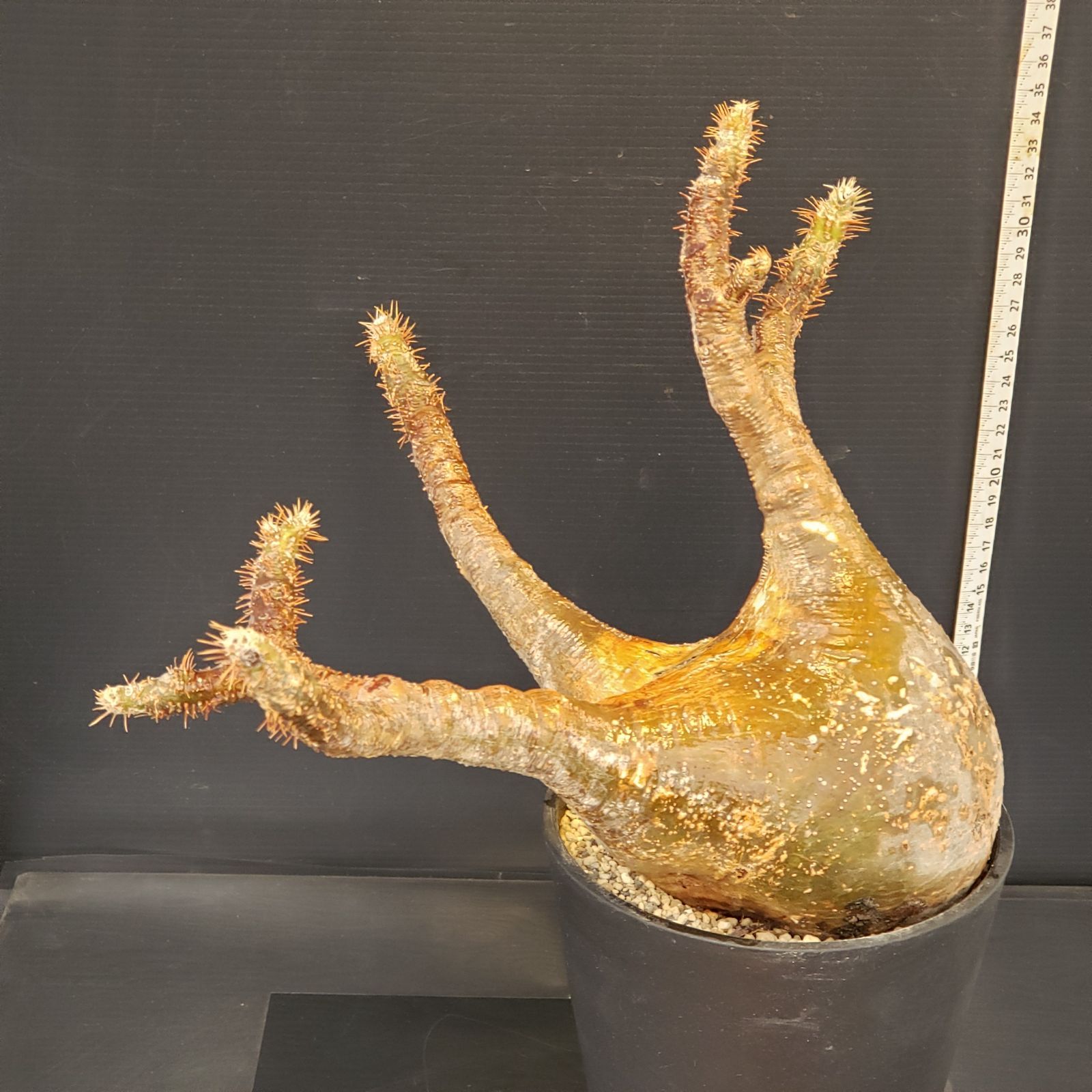 M408【自社養生株】パキポディウム グラキリス（現地球・発根株