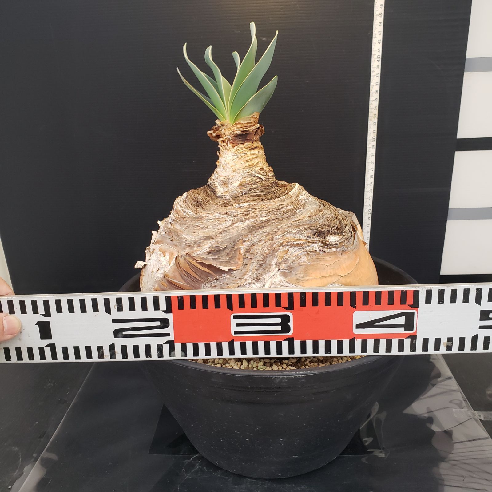 M409【自社養生株】ブーファン ハエマンソイデス（XL）（現地球・発