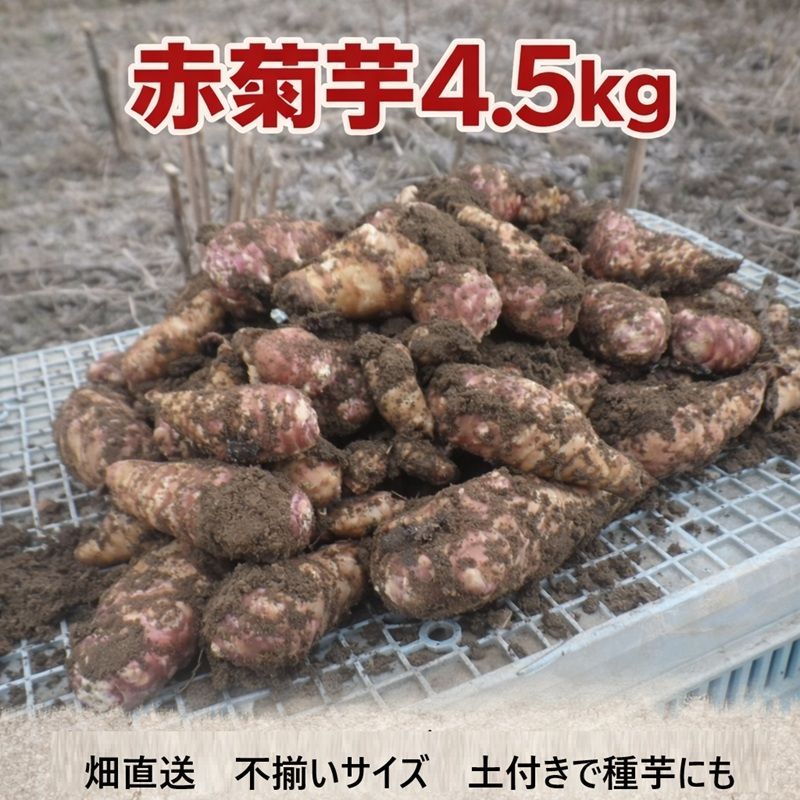 赤菊芋 4.5kg 大容量｜土付き 畑直送｜不揃い 家庭用・業務用 - メルカリ