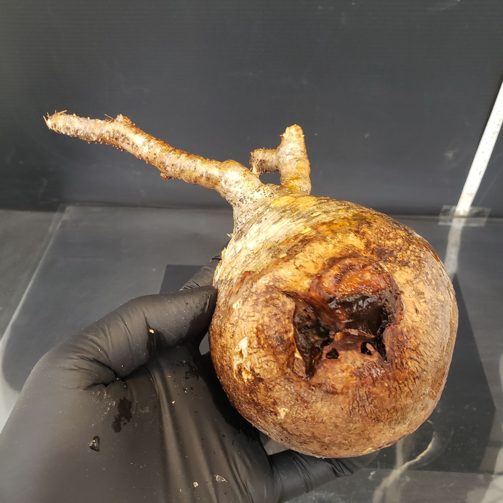 M414【自社水耕栽培株】Pachypodium グラキリス（MS)（現地球・抜き苗