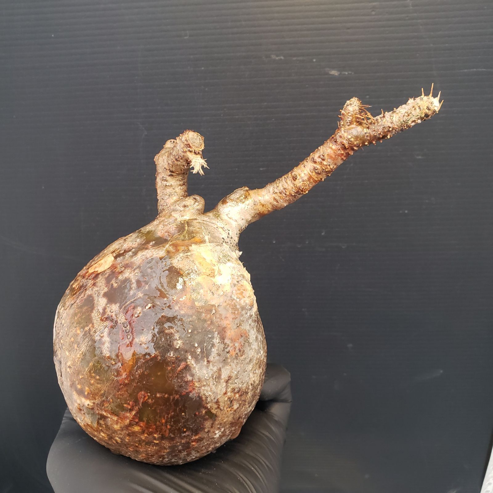 M414【自社水耕栽培株】Pachypodium グラキリス（MS)（現地球・抜き苗