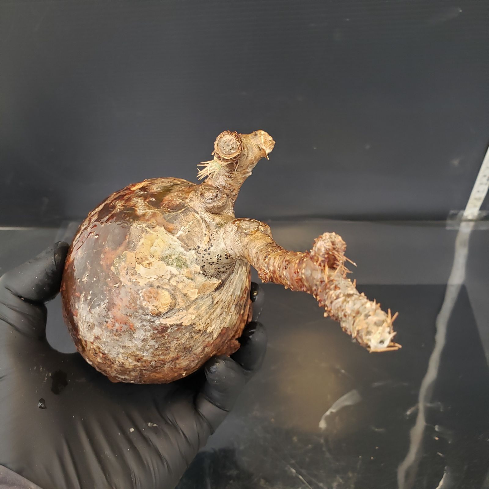 M414【自社水耕栽培株】Pachypodium グラキリス（MS)（現地球・抜き苗