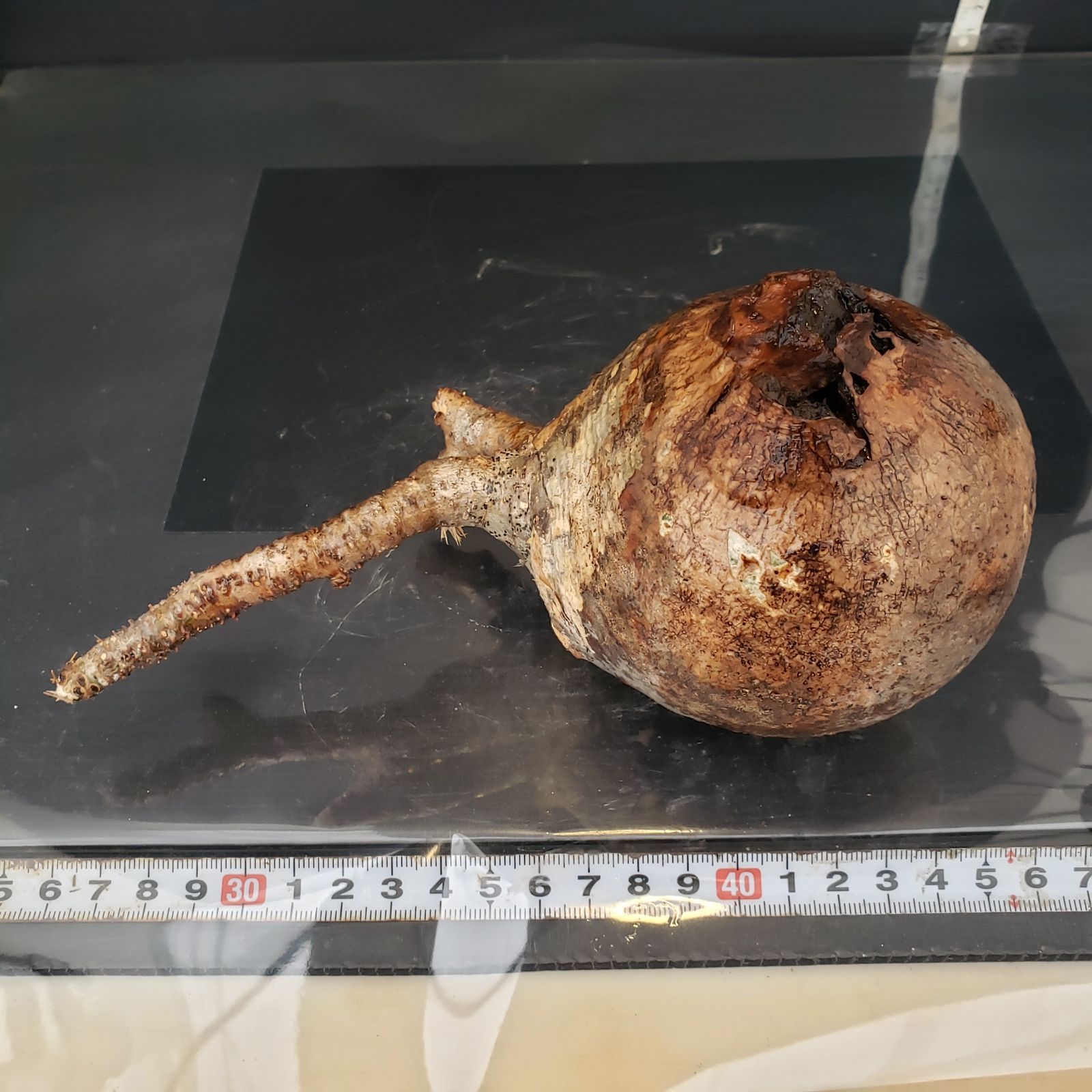 M414【自社水耕栽培株】Pachypodium グラキリス（MS)（現地球・抜き苗