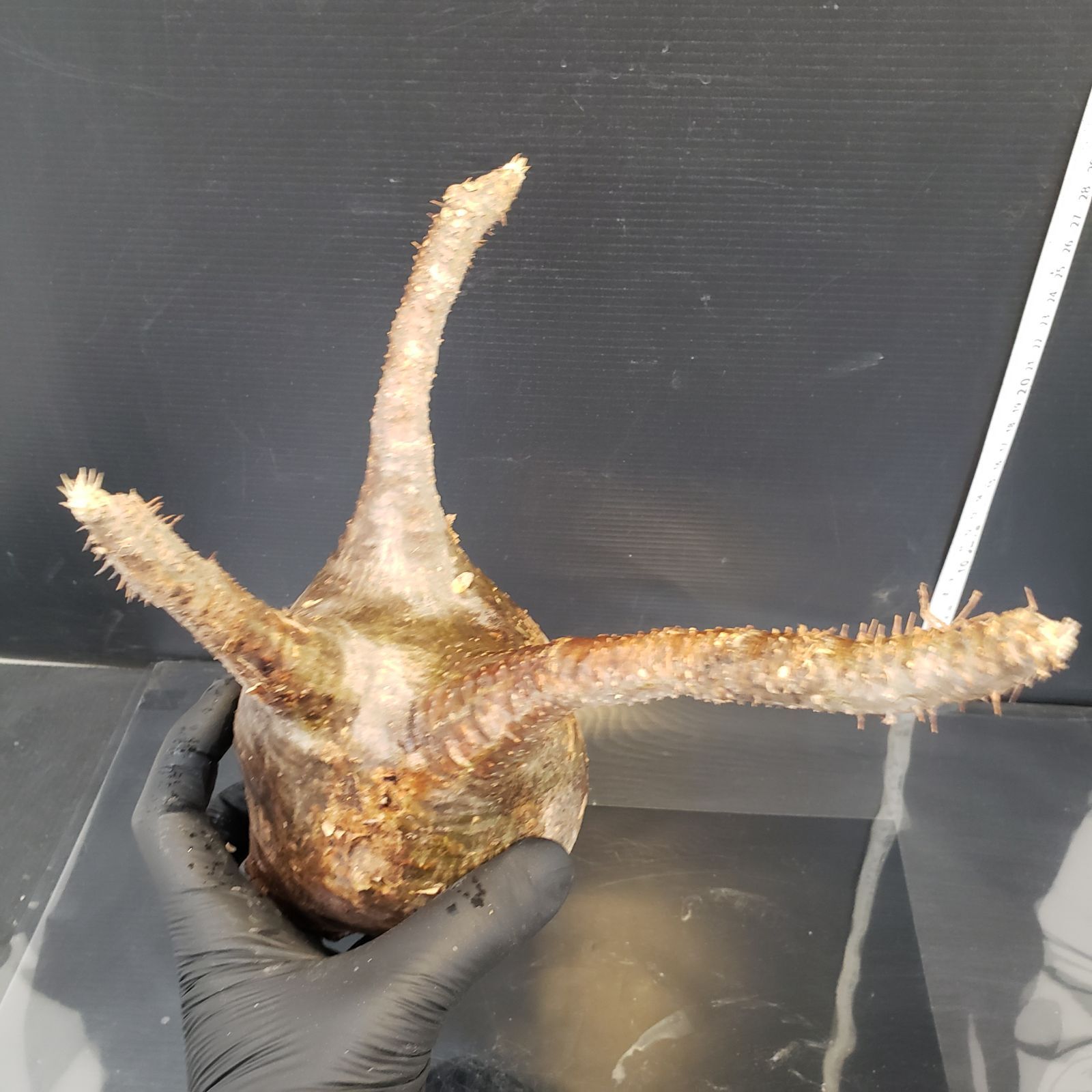 M418【自社水耕栽培株】Pachypodium グラキリス（ML)（現地球・抜き苗