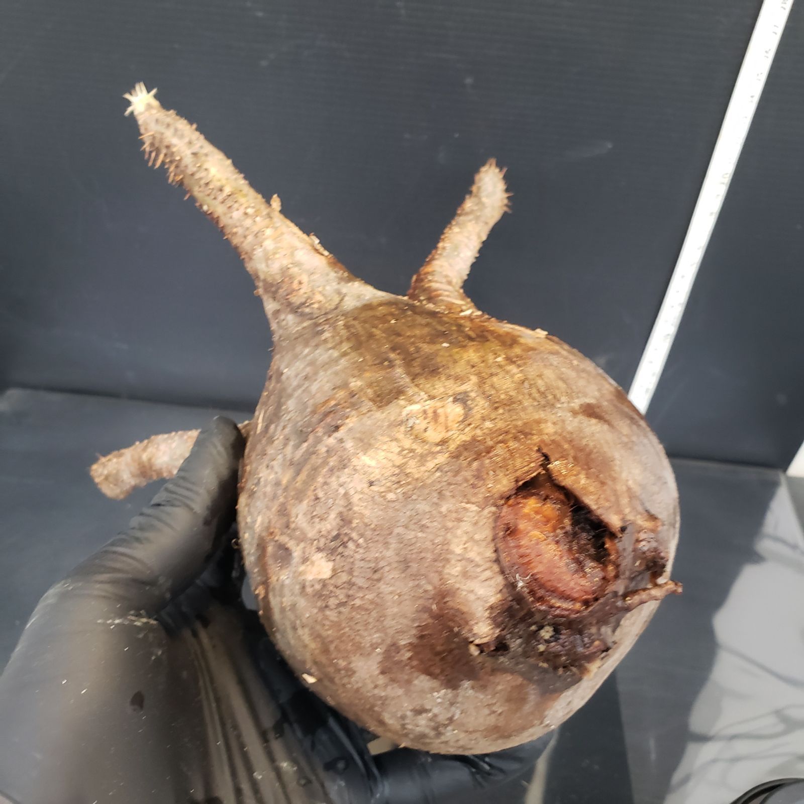 M418【自社水耕栽培株】Pachypodium グラキリス（ML)（現地球・抜き苗