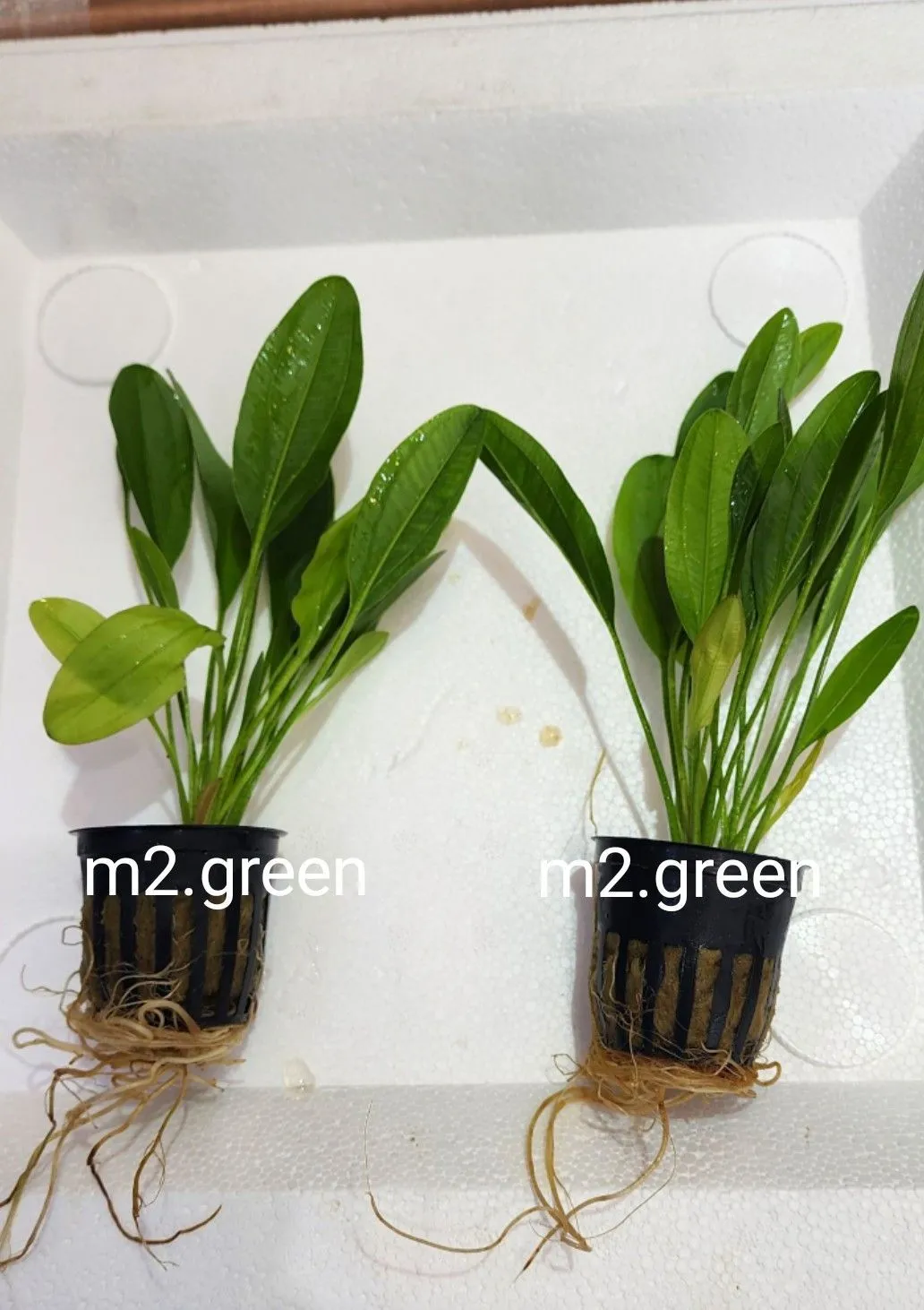 2026年最新】クライナー ディスプレイの人気アイテム - メルカリ