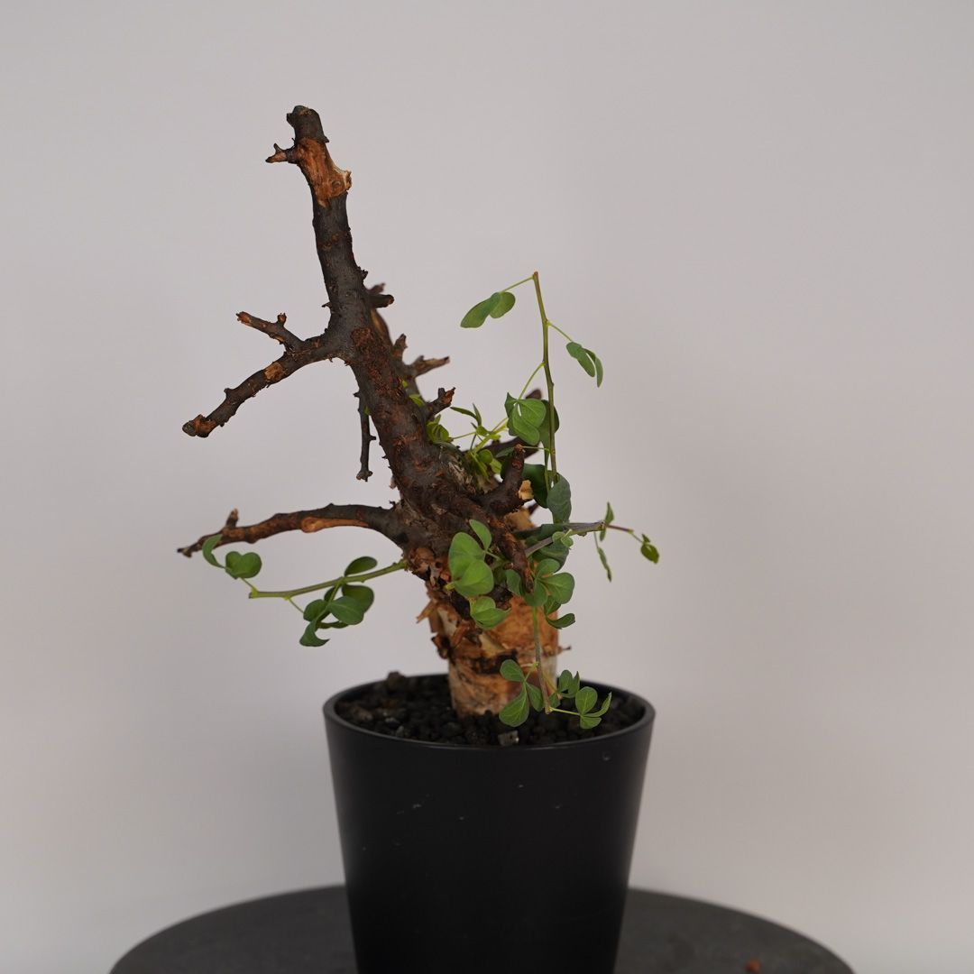 コミフォラ カタフ ピュア 発根済み 鉢ごとメルカリ便 コミフォラ