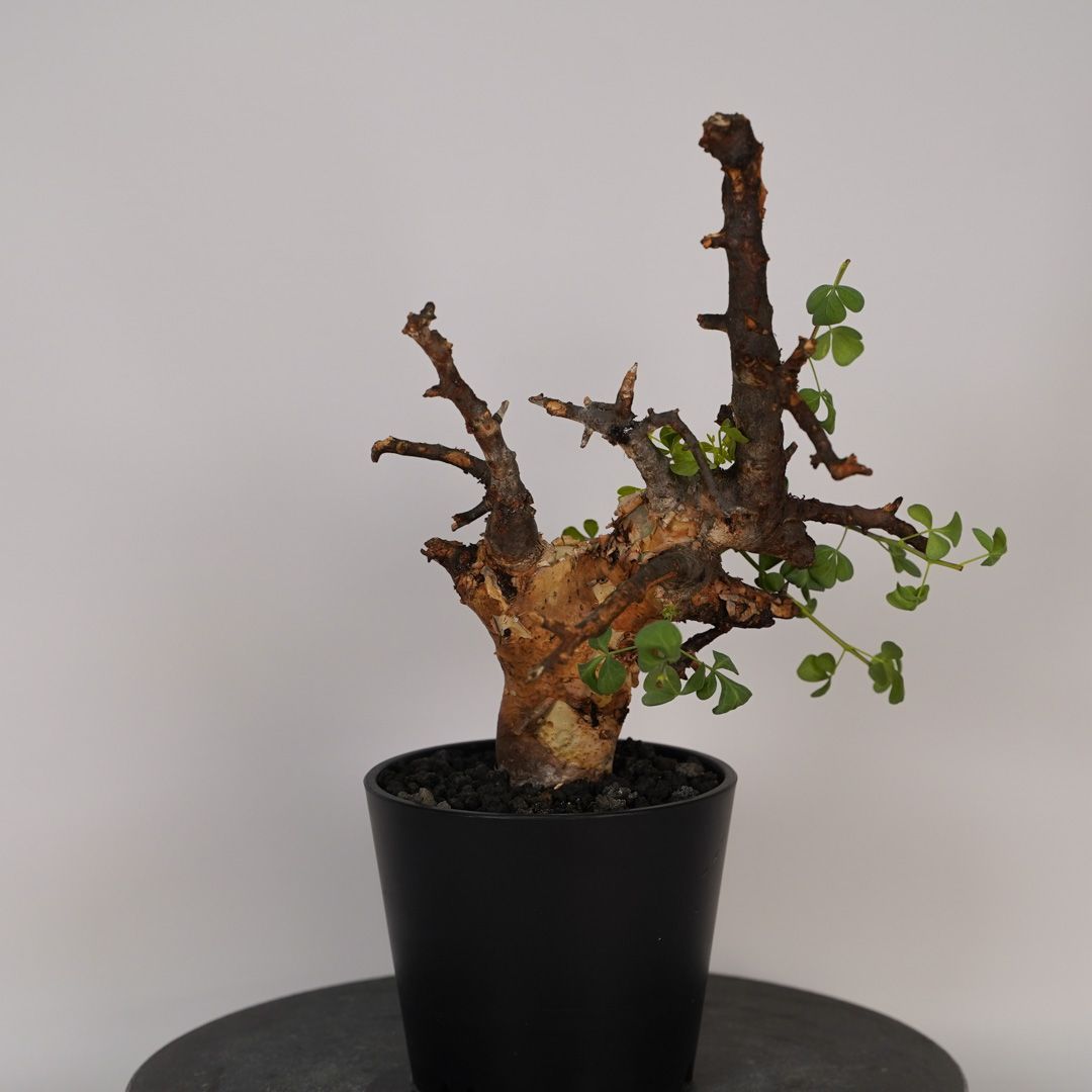 F20 コミフォラ・カタフ ピュア 発根済 現地株 ソマリア産 - メルカリ