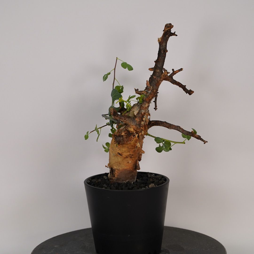 F20 コミフォラ・カタフ ピュア 発根済 現地株 ソマリア産 - メルカリ