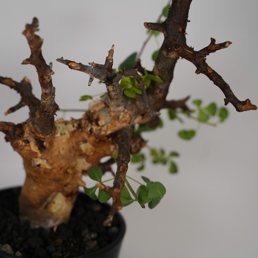 F20 コミフォラ・カタフ ピュア 発根済 現地株 ソマリア産 - メルカリ