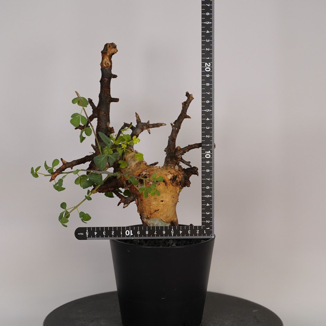 F20 コミフォラ・カタフ ピュア 発根済 現地株 ソマリア産 - メルカリ